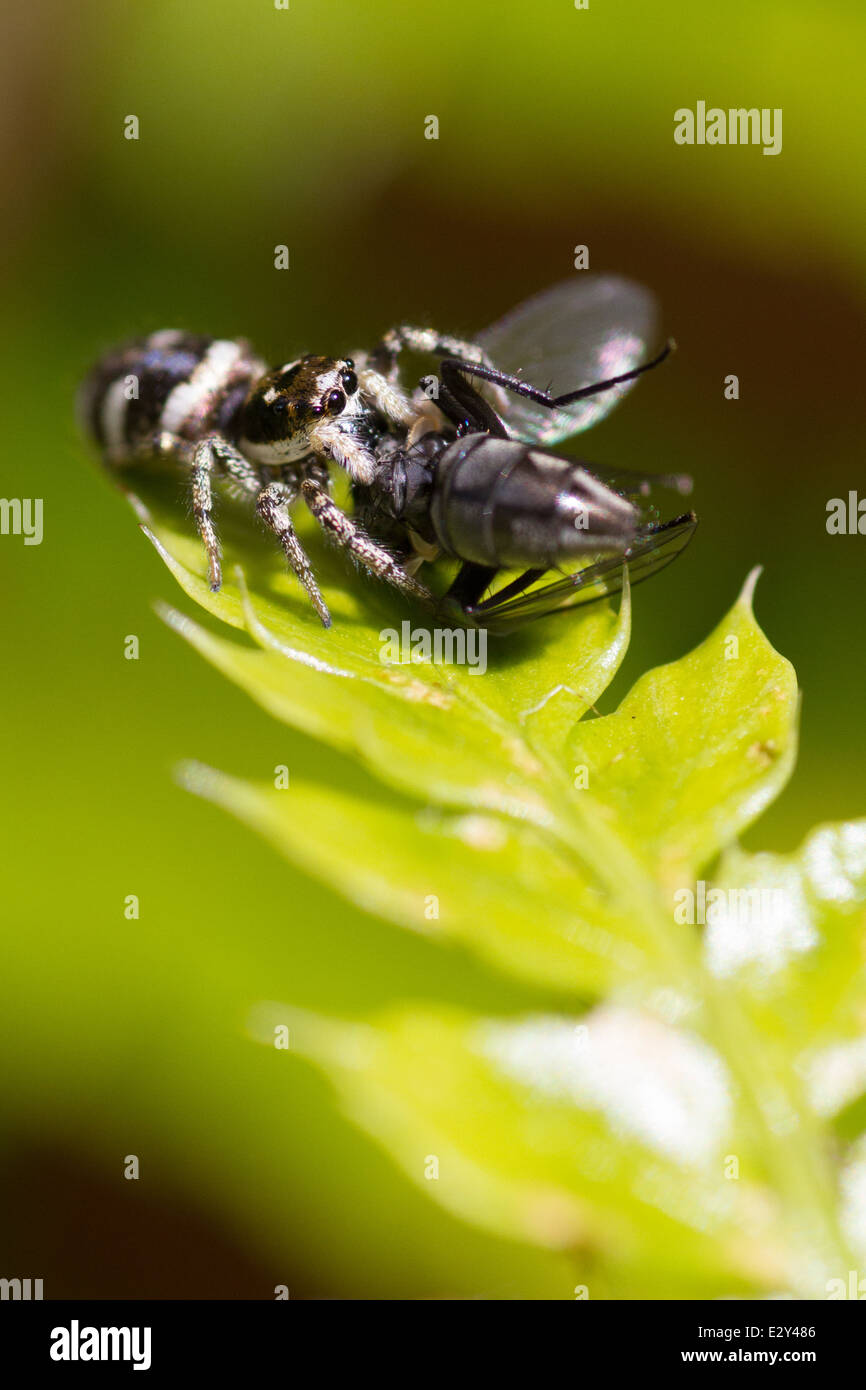 Zebra springen Spinne (Salticus Scenicus) mit fliegen Beute. Stockfoto