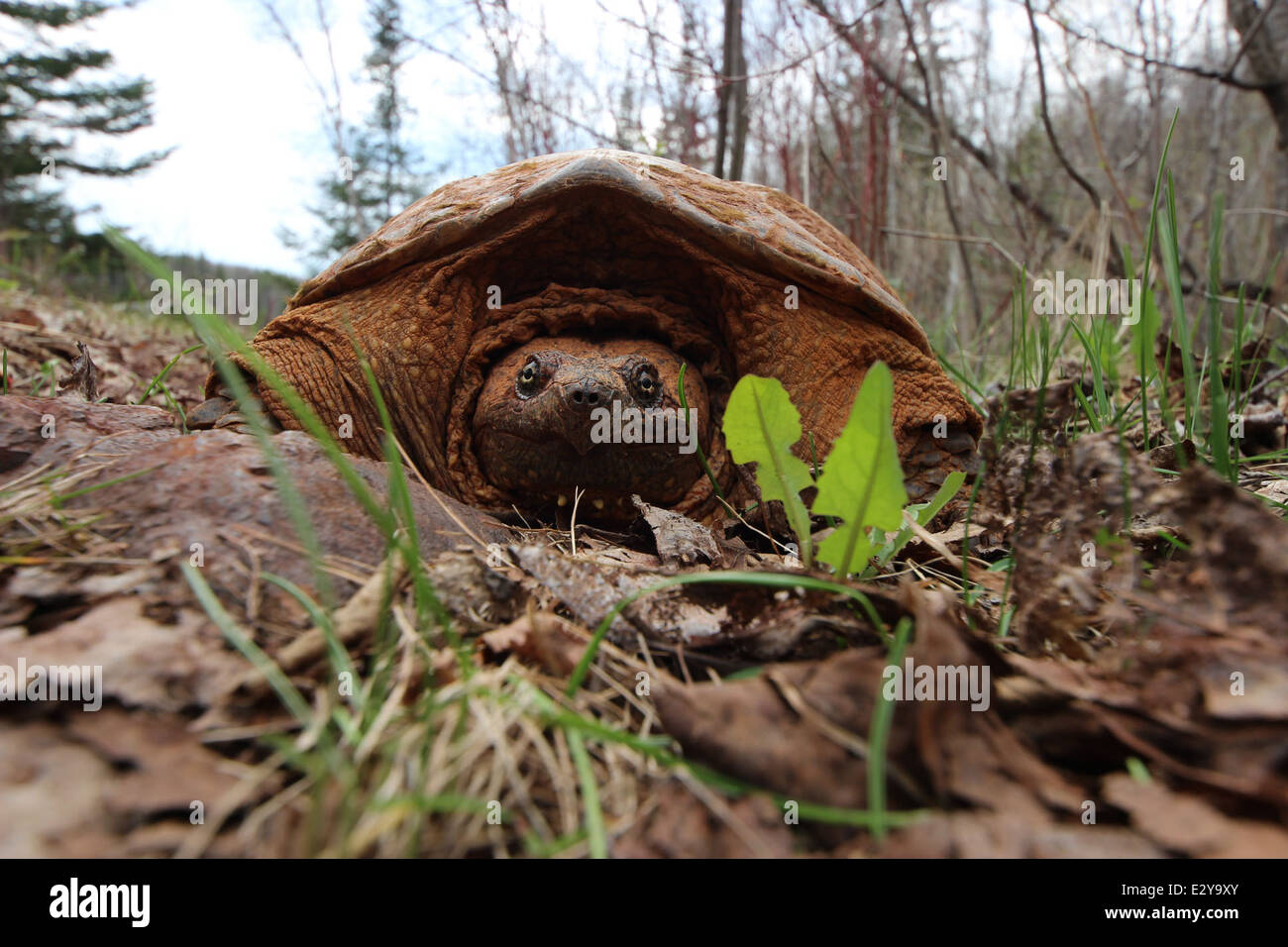 Eine Schnappschildkröte, die von Eisenerz befleckt ist, findet sich in der Iron Range von Minnesota. Diese einzigartige Schildkröte, bekannt für ihren starken Biss, lebt in Süßwasser-Ökosystemen des Bundesstaates. Stockfoto