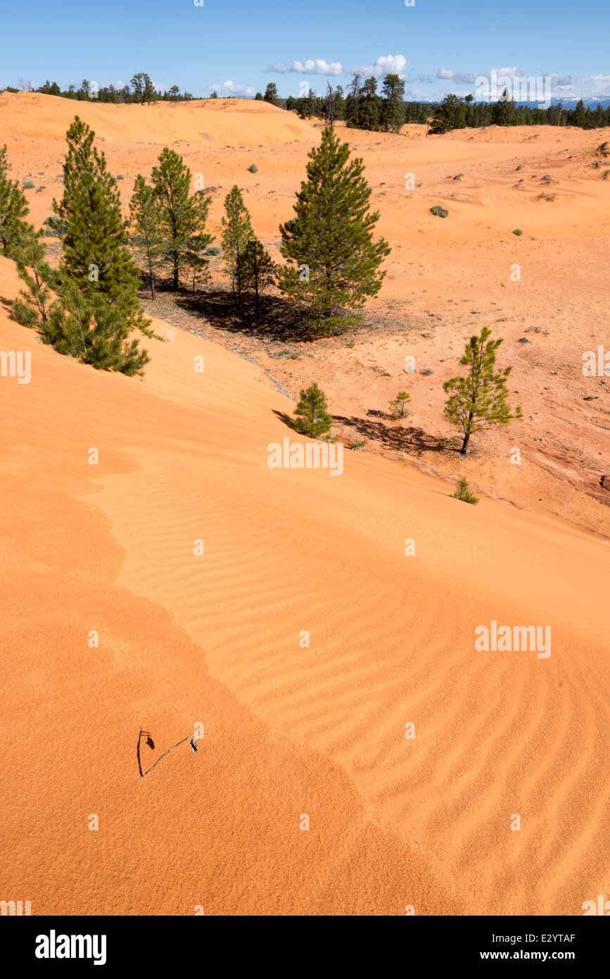 Sanddünen im Moquith Mountain Wilderness Untersuchungsgebiet, Utah. Stockfoto