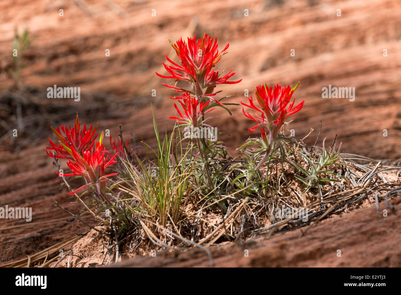Indian Paintbrush, Southern Utah. Stockfoto