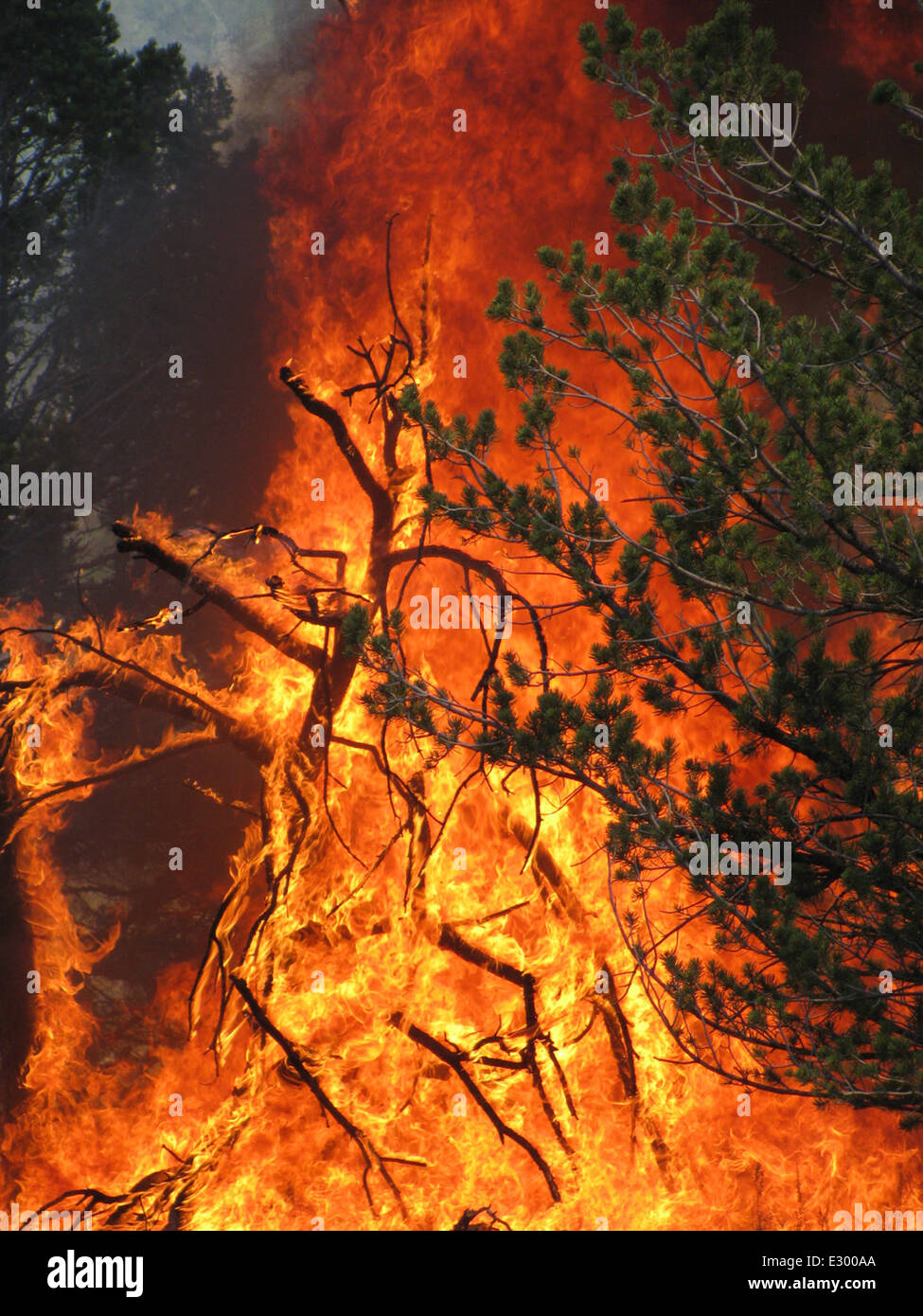Wildpferd-Feuer Stockfoto