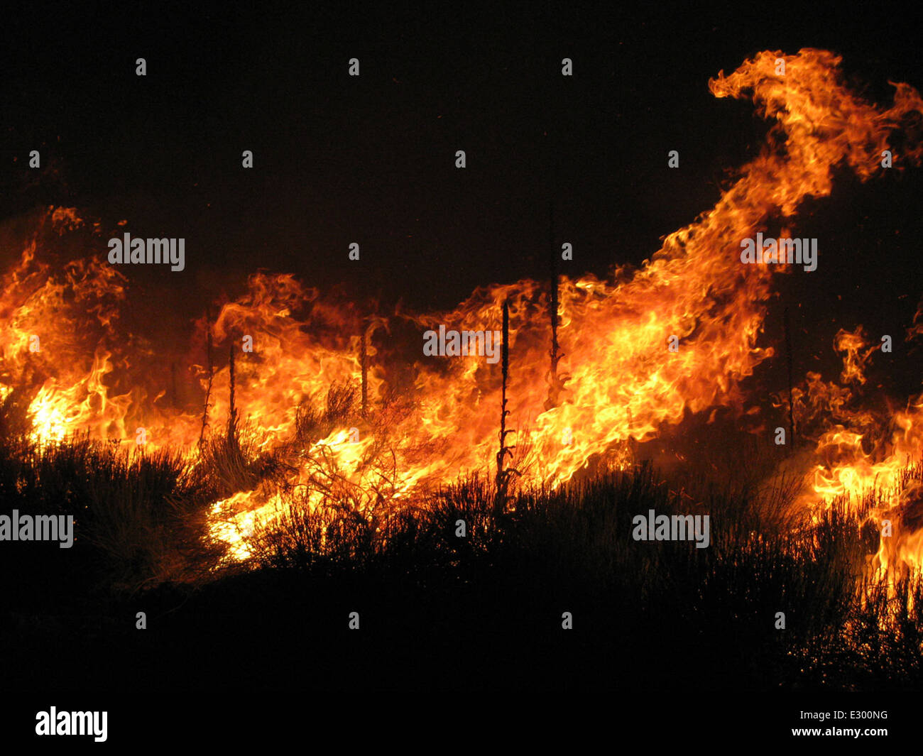 Wildpferd-Feuer Stockfoto