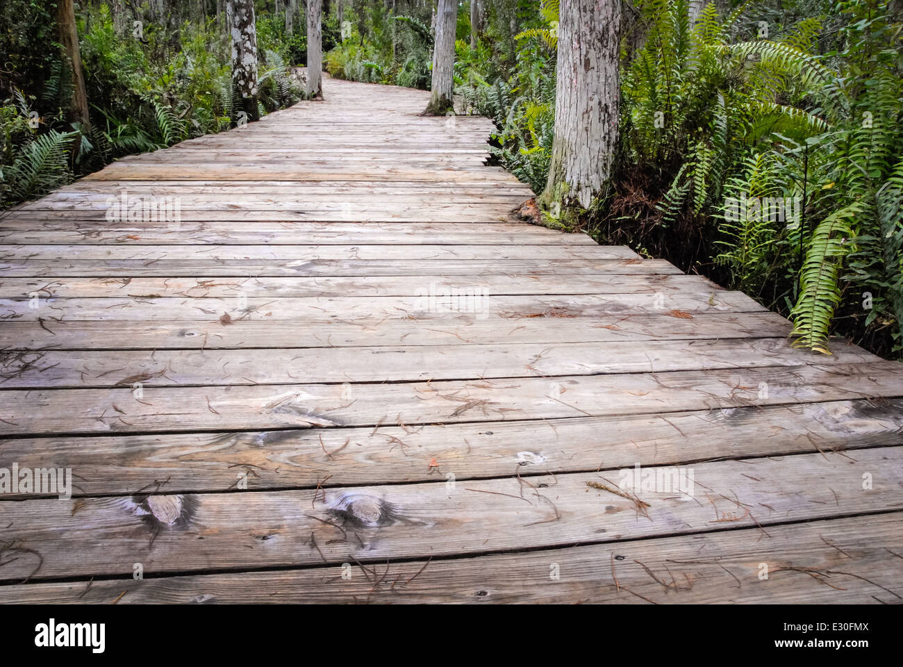 Cypress Swamp Boardwalk am Loxahatchee Wildlife Refuge, nördlichen Everglades Lebensraum westlich von Boynton Beach, Florida, USA. Stockfoto