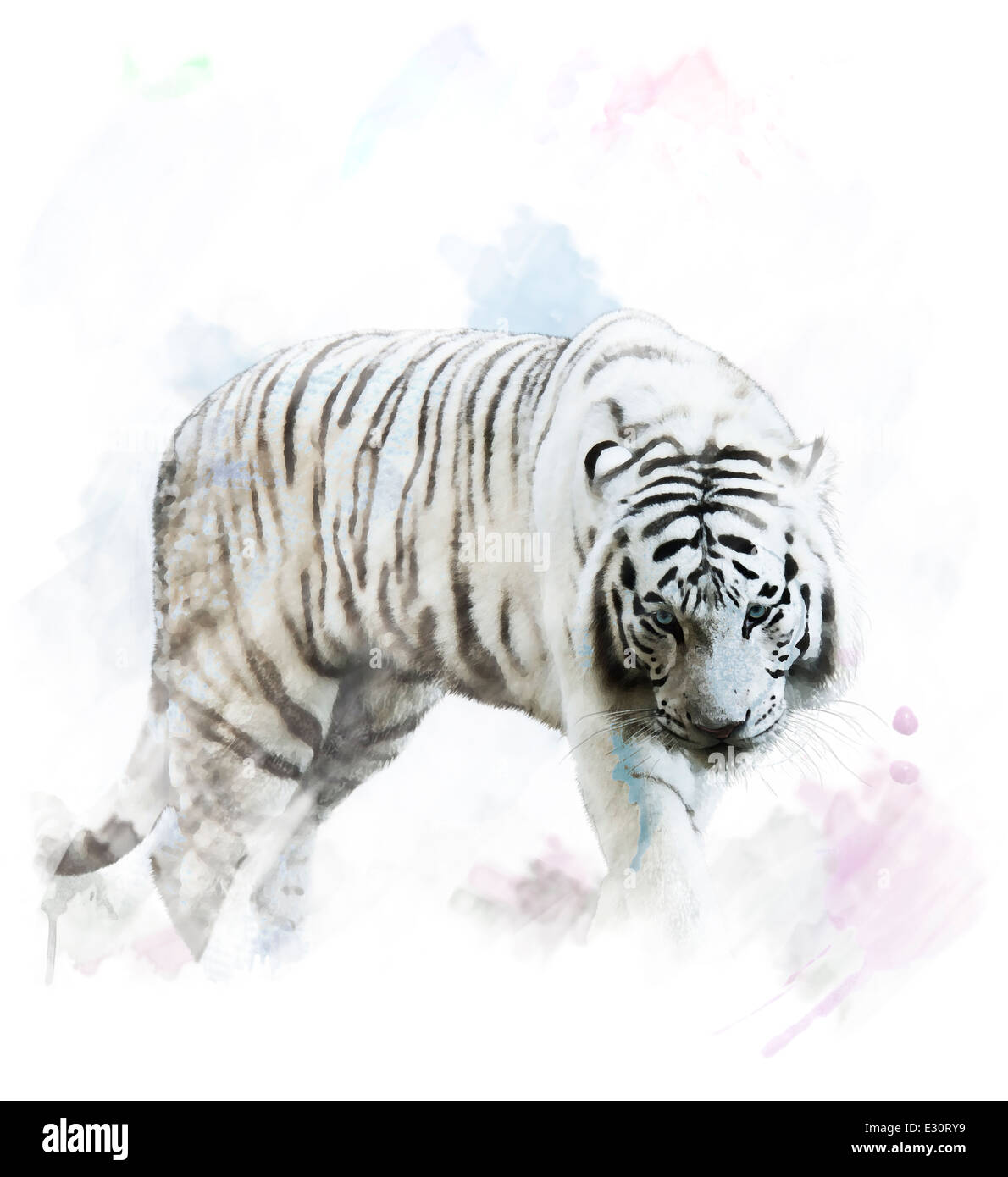 Digitalen Aquarellmalerei weißer Tiger-Porträt Stockfoto