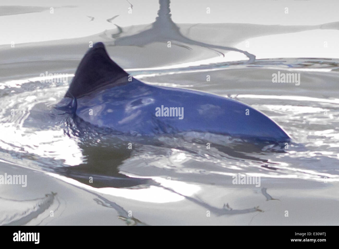 Ein Baby Delphin wurde in der Marina an Gravesend Promenade eingeschlossen.  Das Kind steckt im Hafen und seine Mutter versucht, es aus der Themse zu erhalten. Der Port of London Authority sind anwesend und sie hoffen, es wird zum Schwimmen bei Flut morgen früh Featuring: Dolphin wo: Kent, Großbritannien: 29. April 2013 Stockfoto