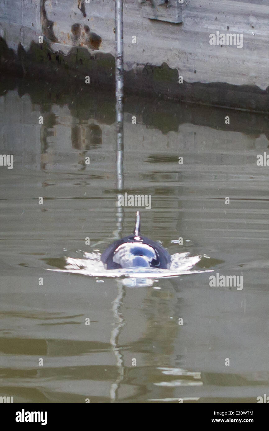 Ein Baby Delphin wurde in der Marina an Gravesend Promenade eingeschlossen.  Das Kind steckt im Hafen und seine Mutter versucht, es aus der Themse zu erhalten. Der Port of London Authority sind anwesend und sie hoffen, es wird zum Schwimmen bei Flut morgen früh Featuring: Dolphin wo: Kent, Großbritannien: 29. April 2013 Stockfoto