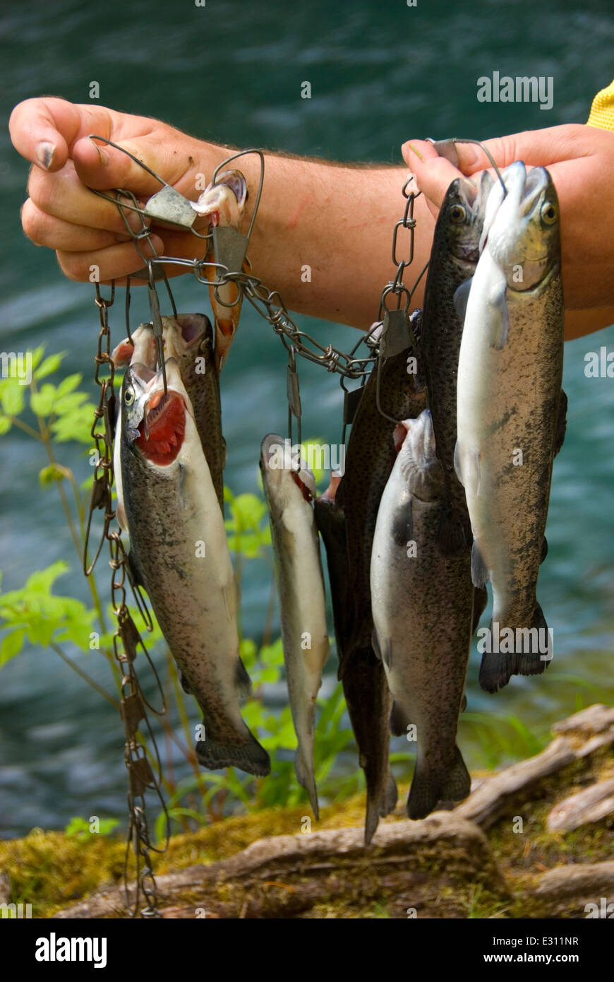 Fisch-Stringer mit Forellen, McKenzie Wild and Scenic River, Willamette National Forest, Oregon Stockfoto