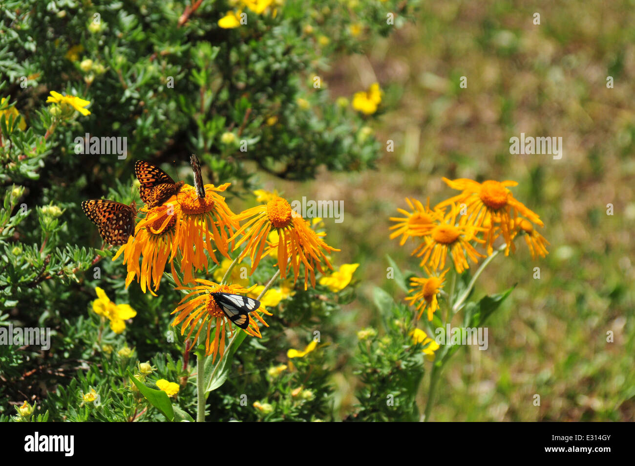 Schmetterlinge und Nachtfalter auf Sneezeweed Pflanzen Jemez Mtns von New Mexico Stockfoto