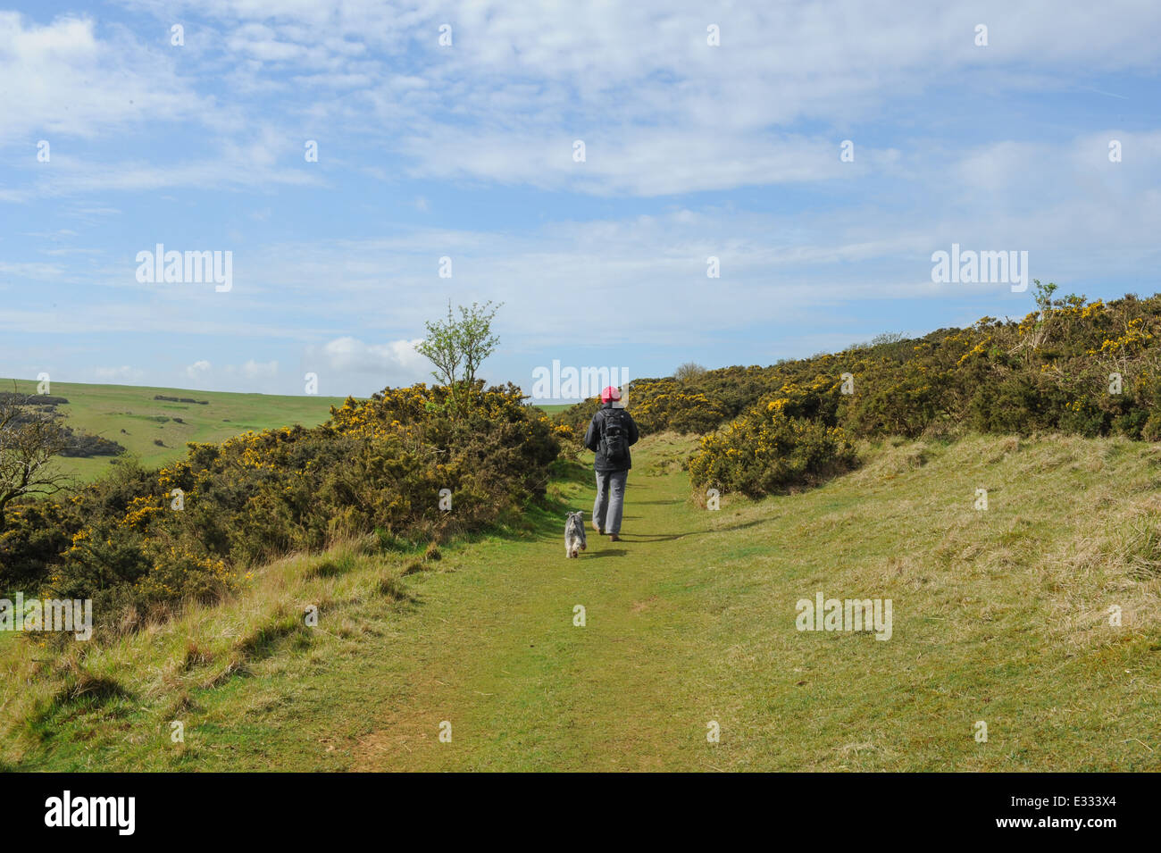 Weibliche Wandererin mit einem Schnauzer Hund auf Cleeve Common, dem höchsten Punkt in den Cotswolds, Gloucestershire, England, Großbritannien Stockfoto