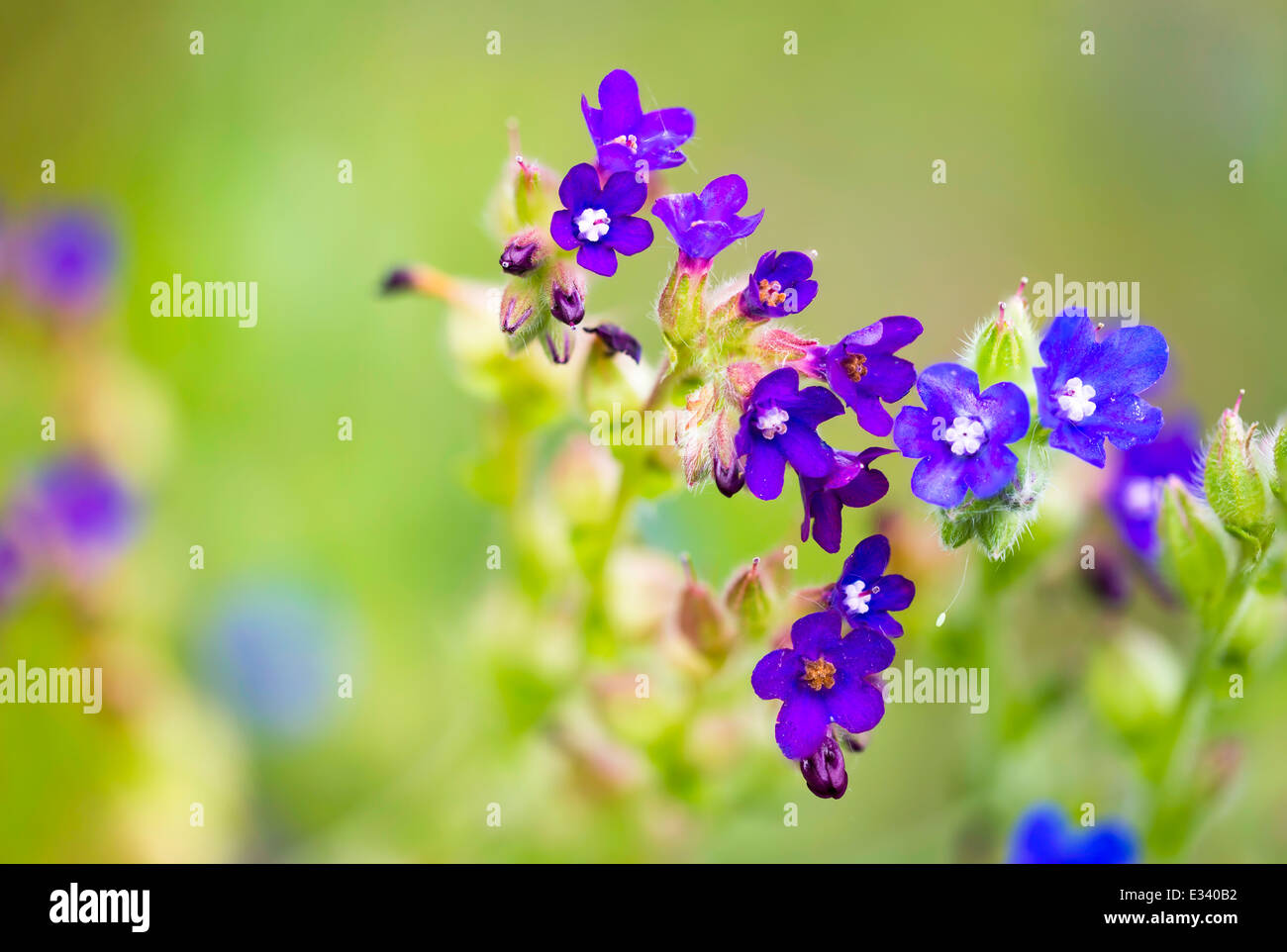 Kleine blaue wilde Blumen auf der Wiese unter einem warmen Frühlingssonne Stockfoto