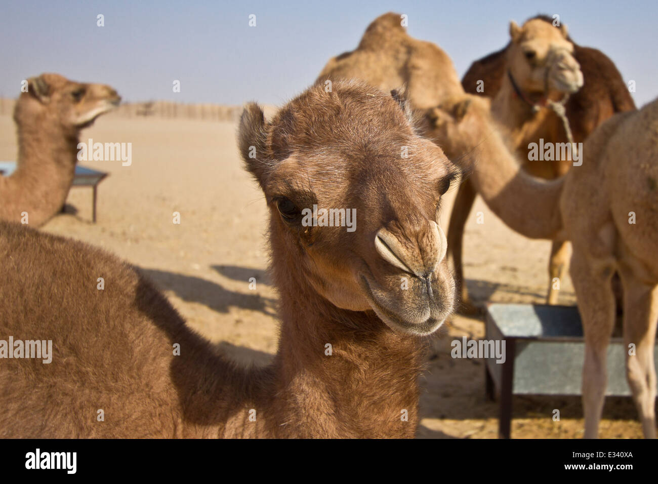 Baby Kamel Kalb Stockfoto