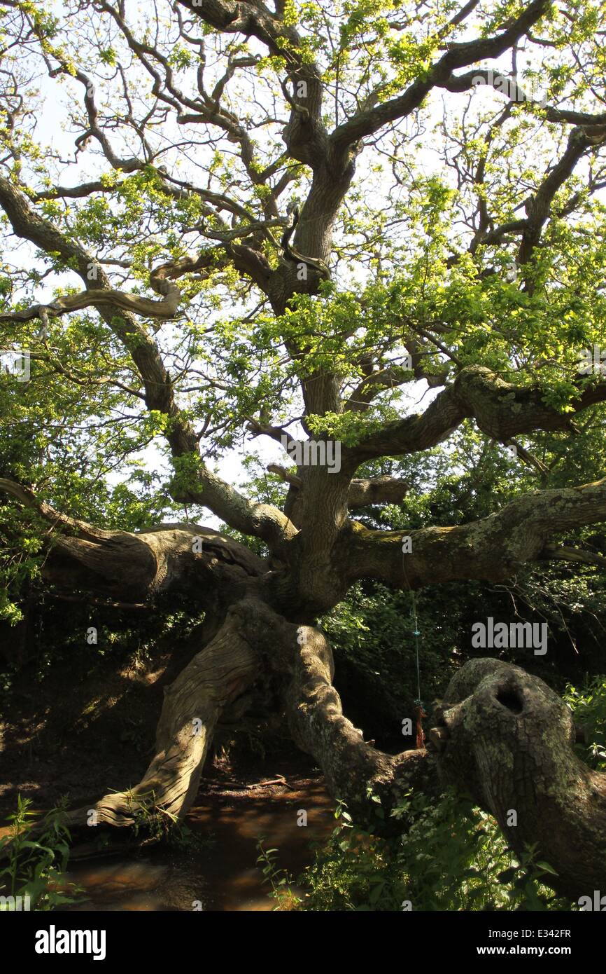 Eine alte Eiche, bekannt als The Dragon Tree auf dem Isle of Wight soll mystische Eigenschaften haben.  Mitwirkende: Drachenbaum, dem, Isle Of Wight wo: London, Vereinigtes Königreich bei: 10. Juni 2013 Stockfoto