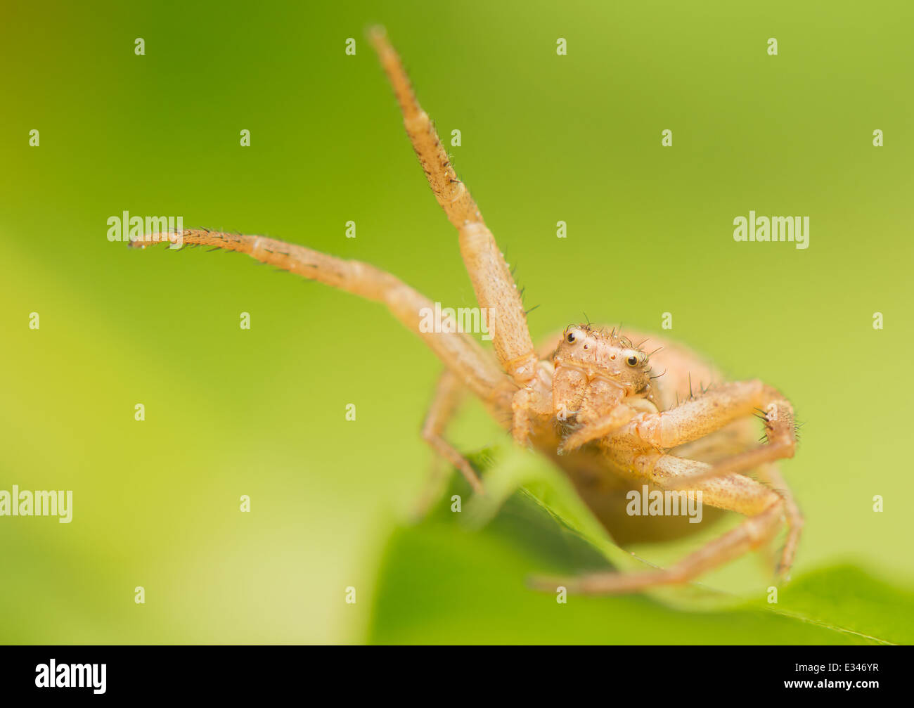 Spinne - Xysticus Stockfoto