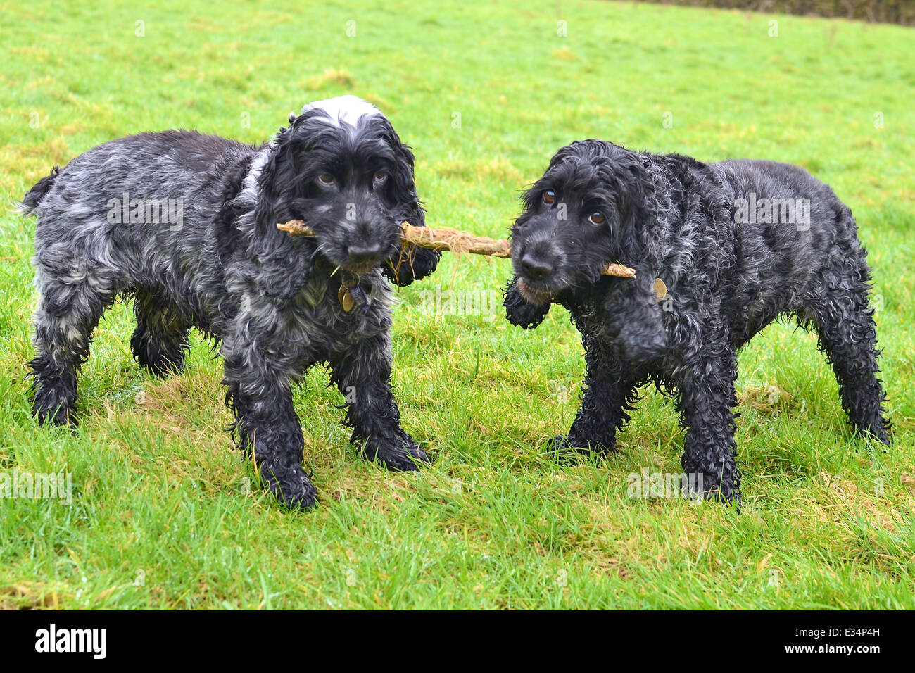 Zwei englische Cocker Spaniel mit einem Tauziehen mit einem Stock in einer Wiese. Stockfoto