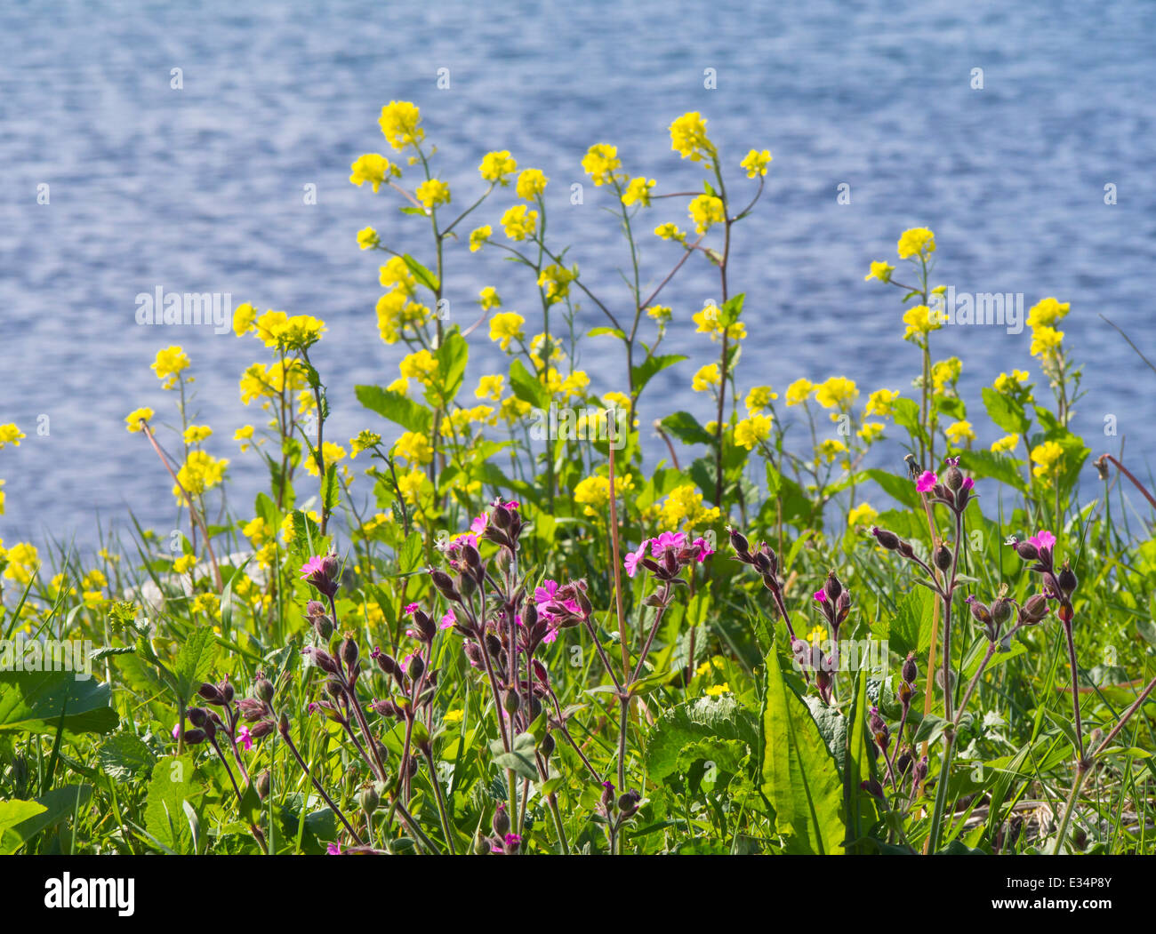 Das blaue Meer bilden die Kulisse für gelbe Feld Senf, Sinapis Arvensis und rote Campion, Silene Dioica. Stockfoto