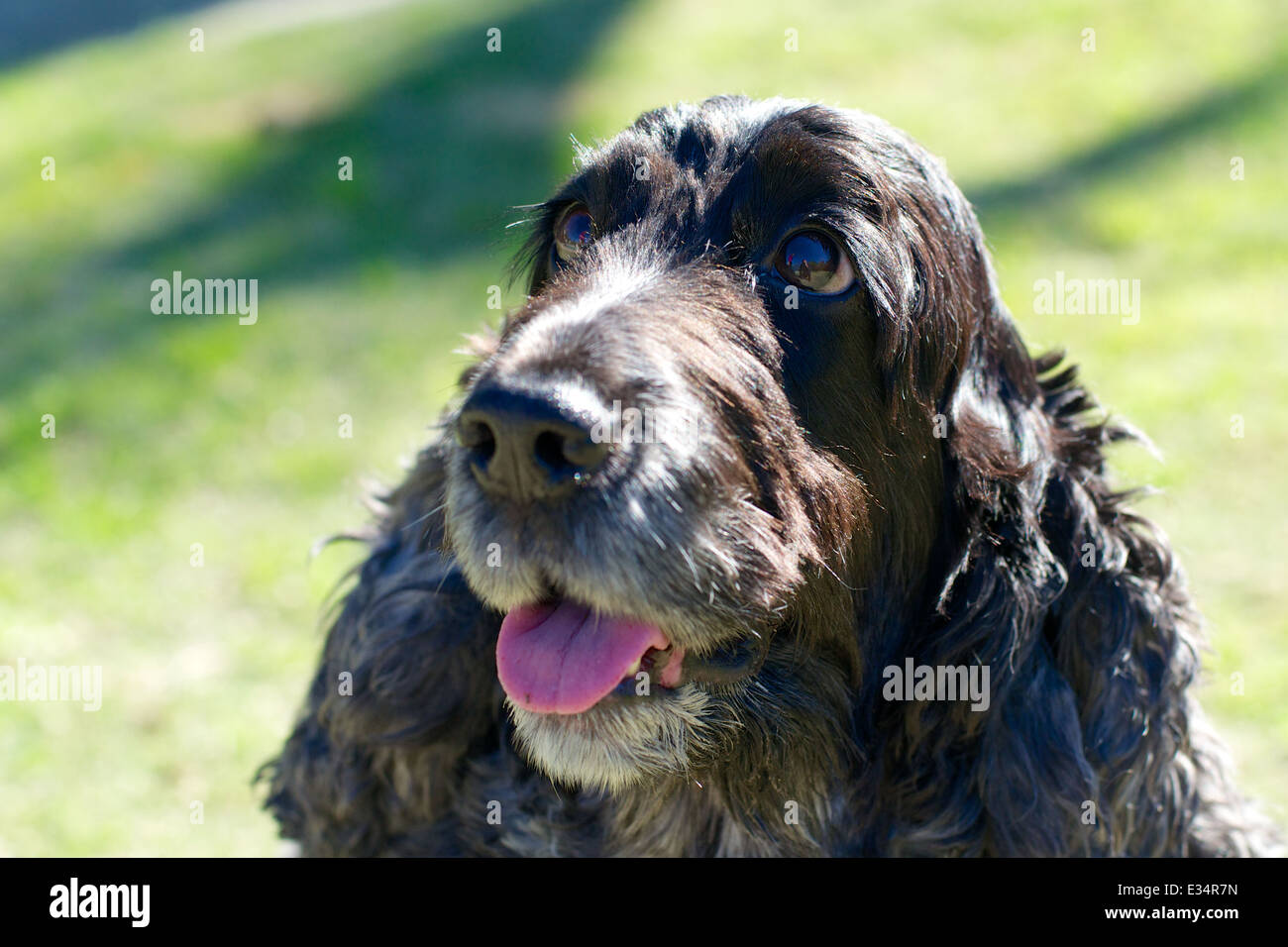 Ein Kopfschuss von einem blue Roan farbig englischen Cocker Spaniel mit einem grünen Hintergrund Stockfoto