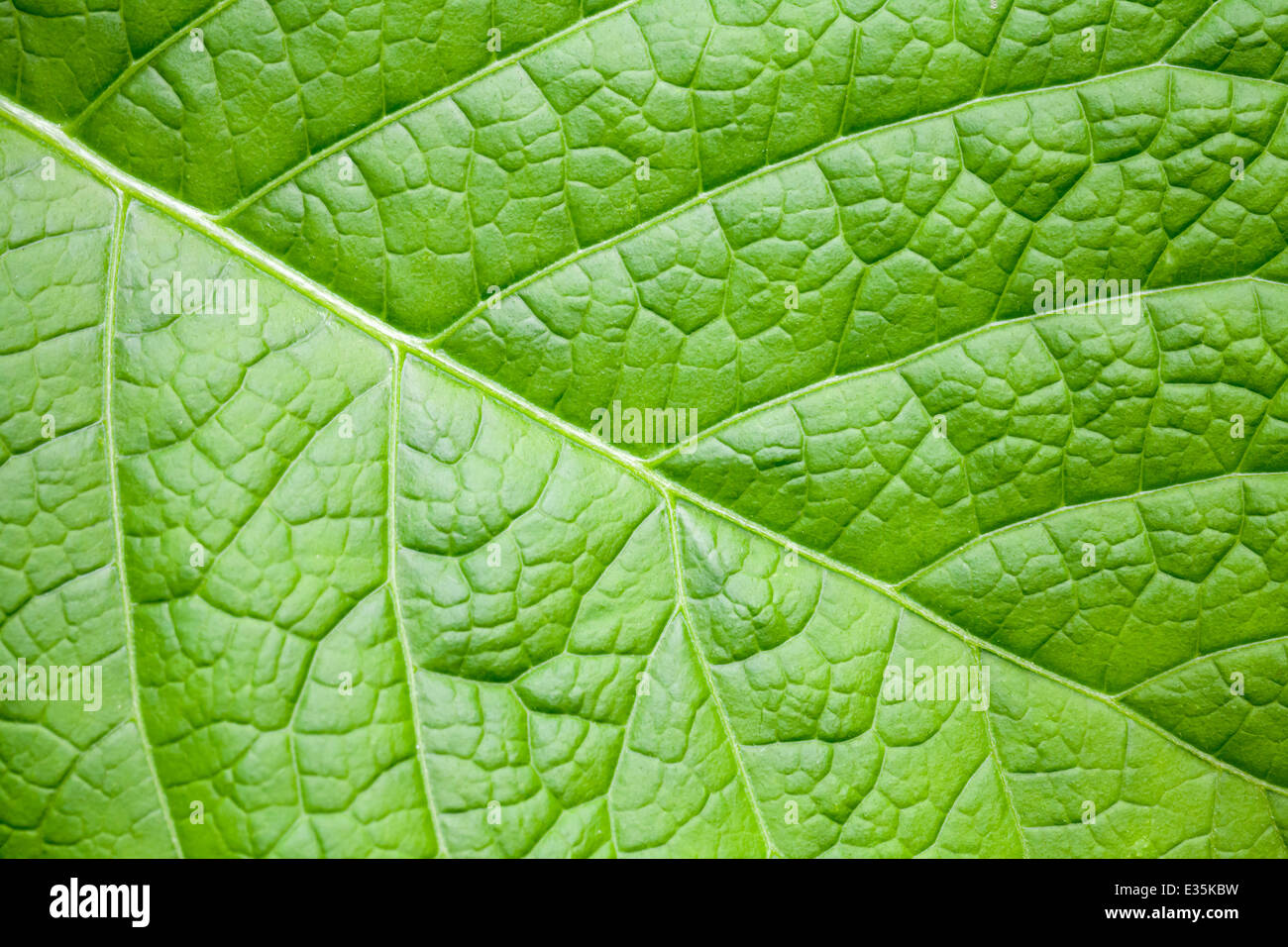 Natur Makro abstrakten Hintergrund mit leuchtend grünen Blatt Stockfoto