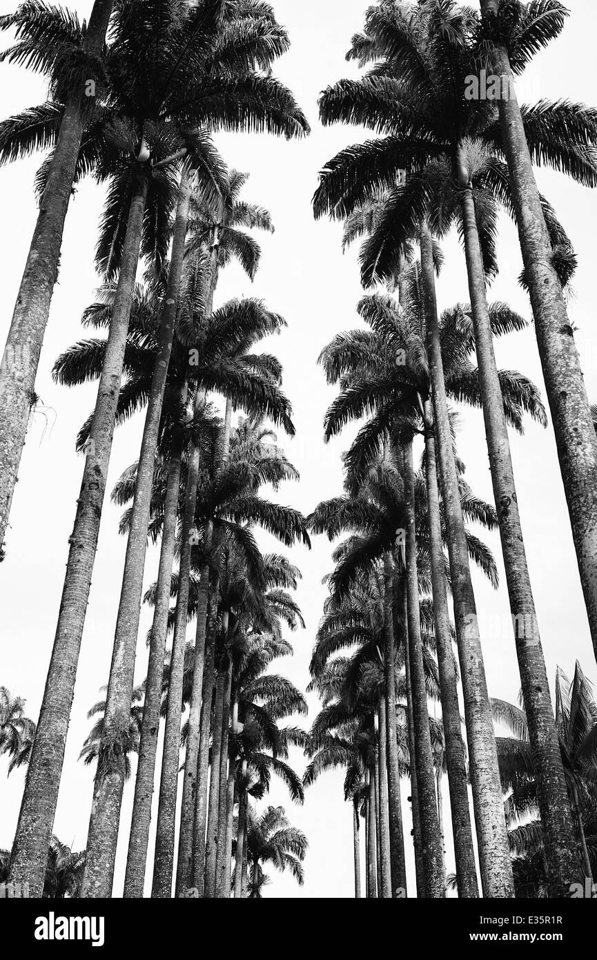 Allee der Royal Palmen an den Jardim Botanico botanischen Garten Rio De Janeiro Brasilien in dramatischen schwarz / weiß Stockfoto