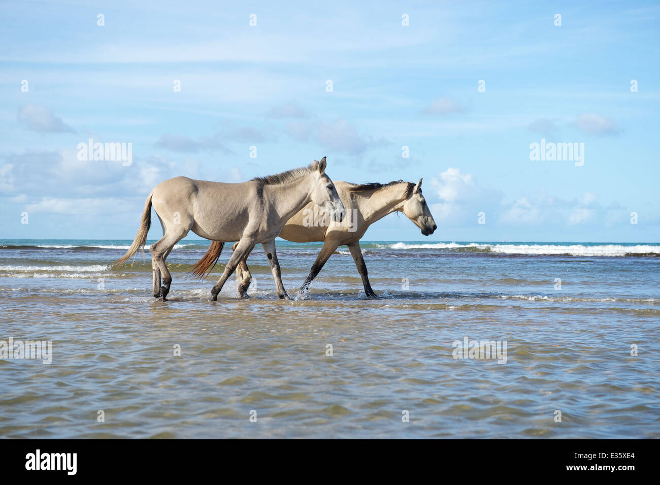 Weiße brasilianischen Pferde waten in den Untiefen des abgelegenen Strand in Brasilien Bahia Nordeste Stockfoto
