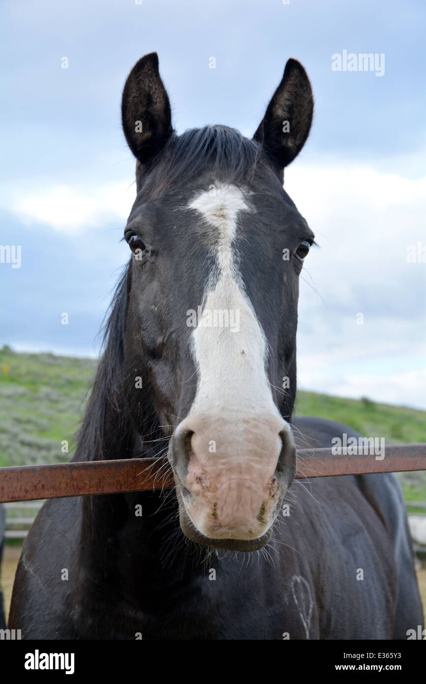 Porträt eines schwarzen und weißen Pferdes in einem Gehege in Jackson Hole, Wyoming Stockfoto