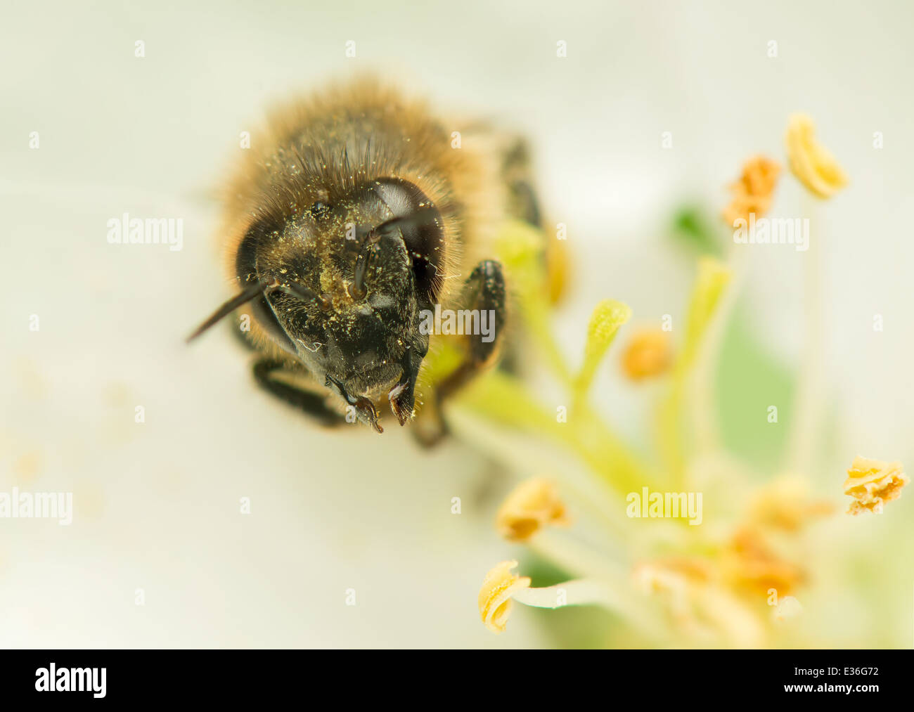 Biene - Apis mellifera Stockfoto