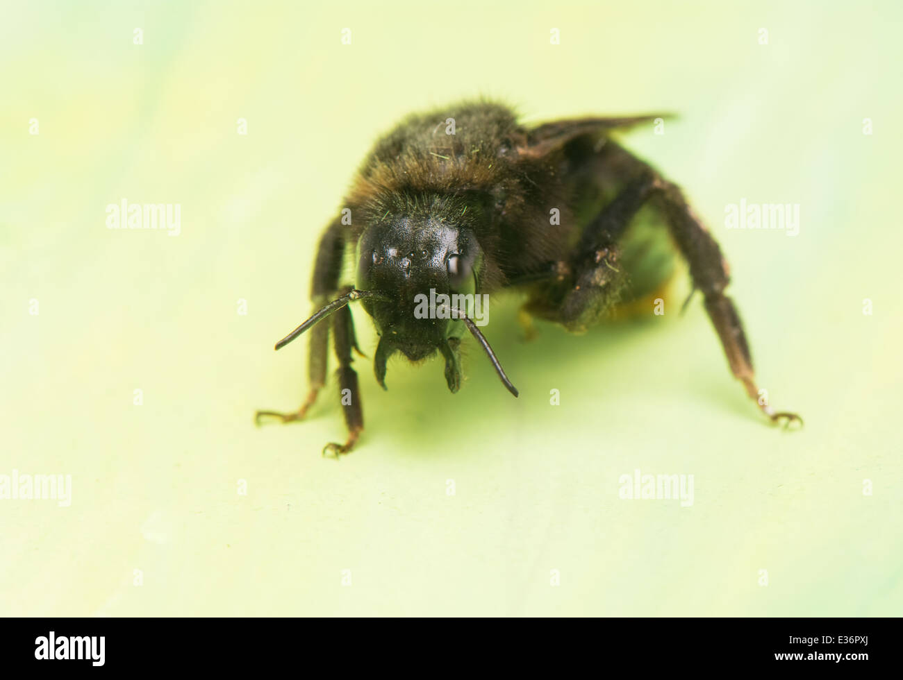 Bumblebee Stockfoto