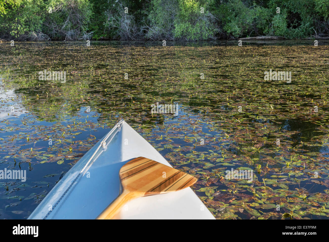 Kanu-Bogen mit einem hölzernen Paddel auf einem ruhigen See mit vegetation Stockfoto