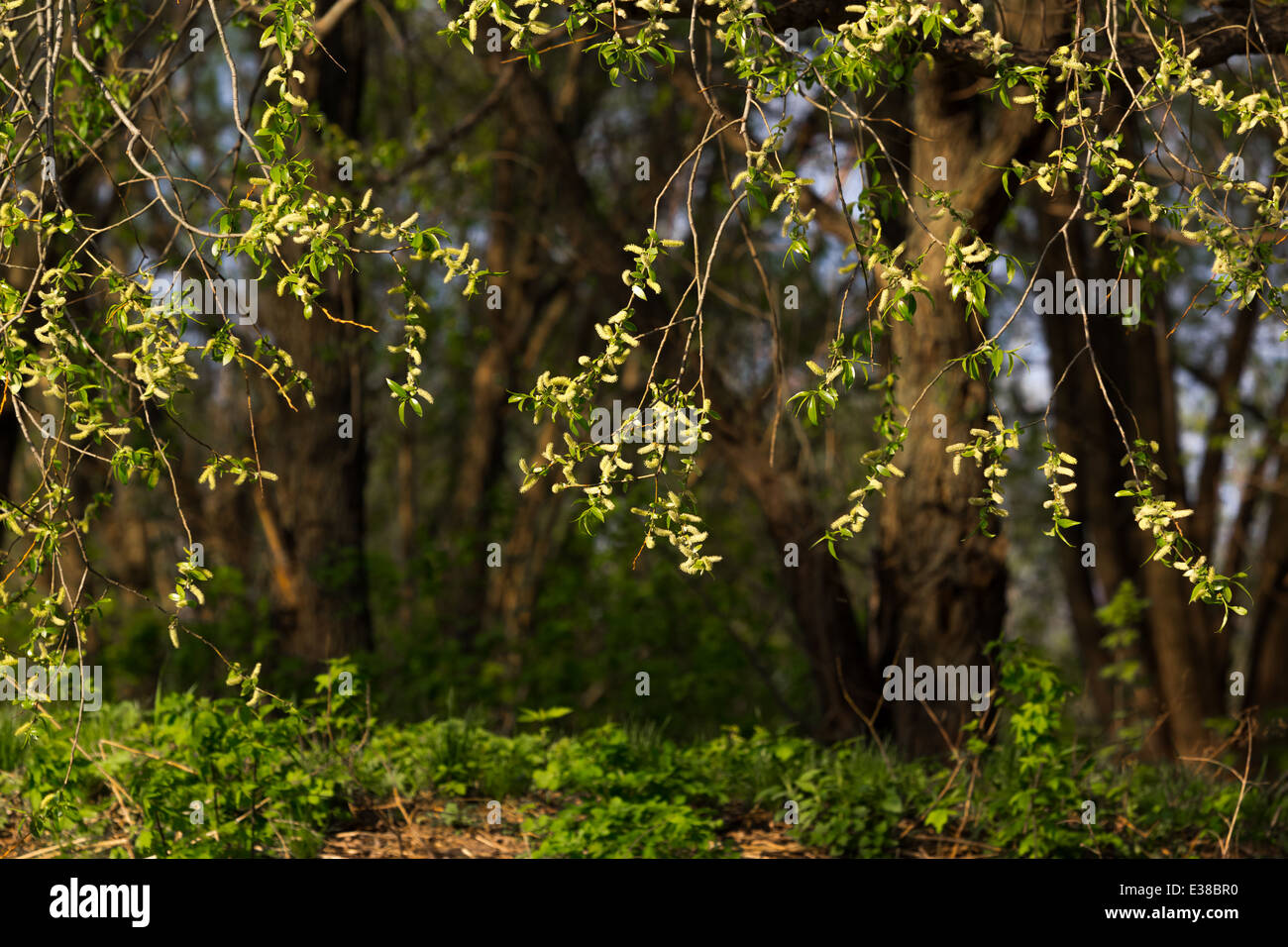 Blühende Bäume Asche Frühling sonnenbeschienenen Stockfoto