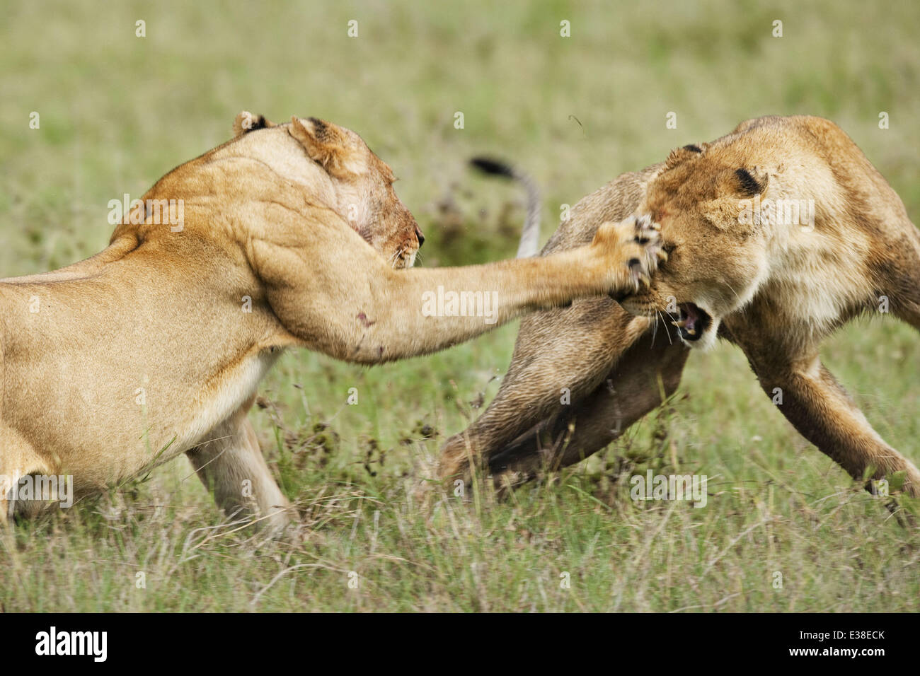 Leg dich nicht mit der Löwin... Die Königin des Dschungels gibt einer Bande  von Jugendlichen eine Lektion in stolz. Die rüpelhaftes Löwe Versuche, die  Reife Frauen in der Masai Mara, Kenia, mug