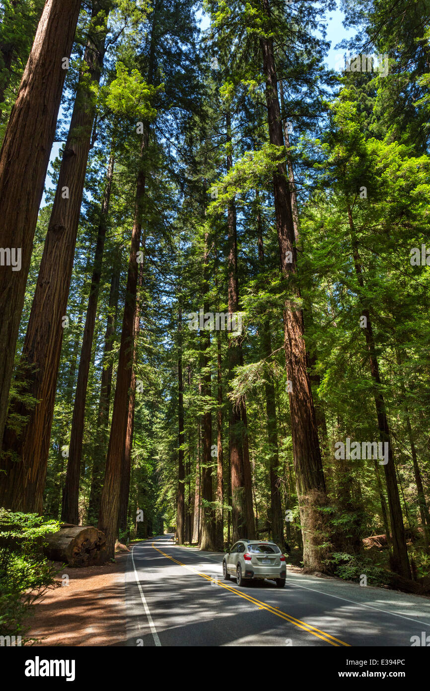Auto fahren durch die Redwoods auf Avenue of Giants, Humboldt Redwoods State Park, Nord-Kalifornien, USA Stockfoto
