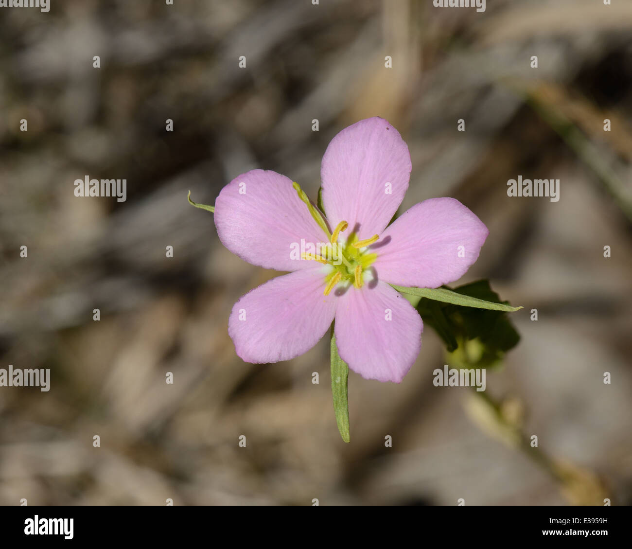 Prairie Rose-Enzian Stockfoto