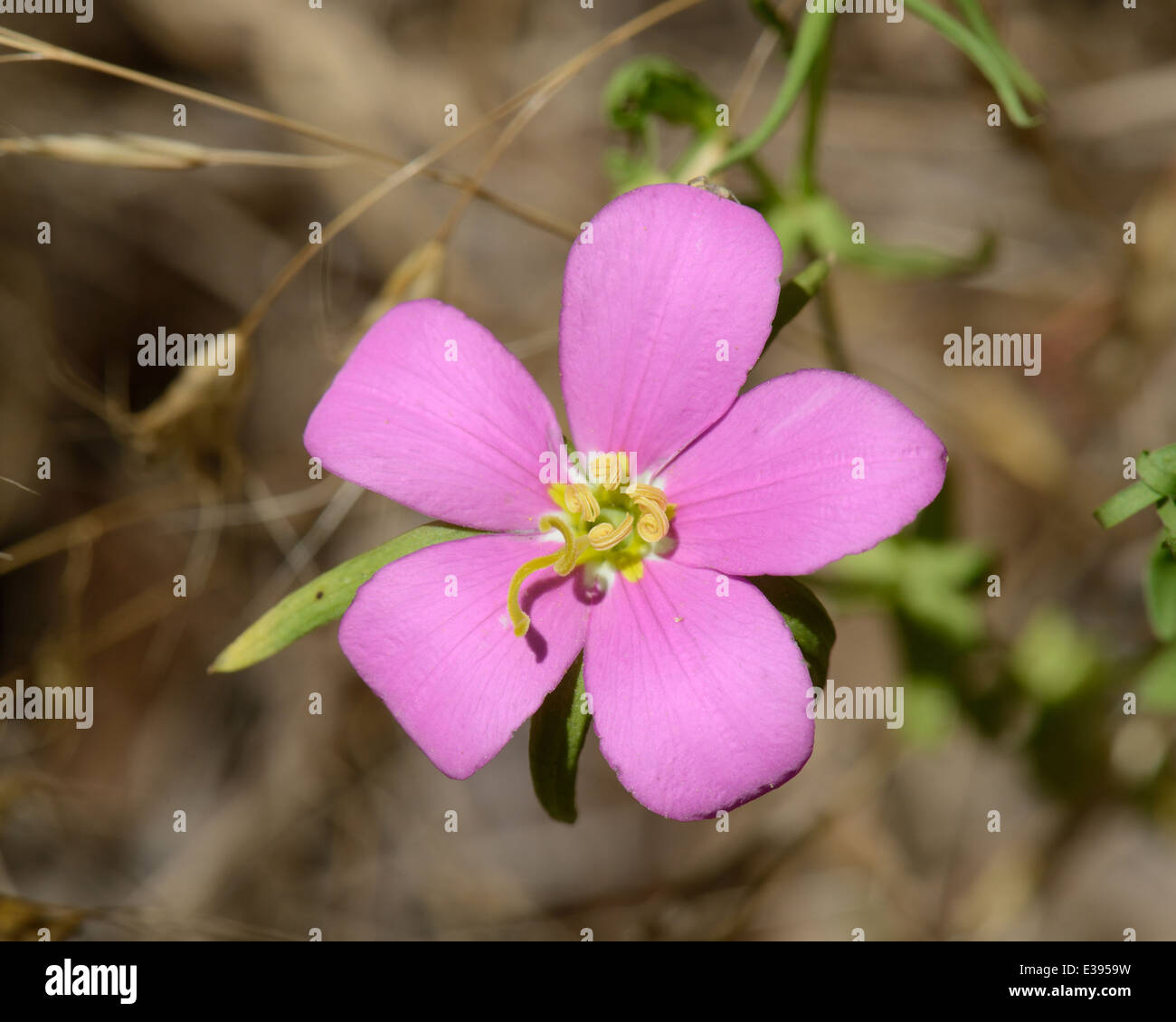 Prairie Rose-Enzian Stockfoto