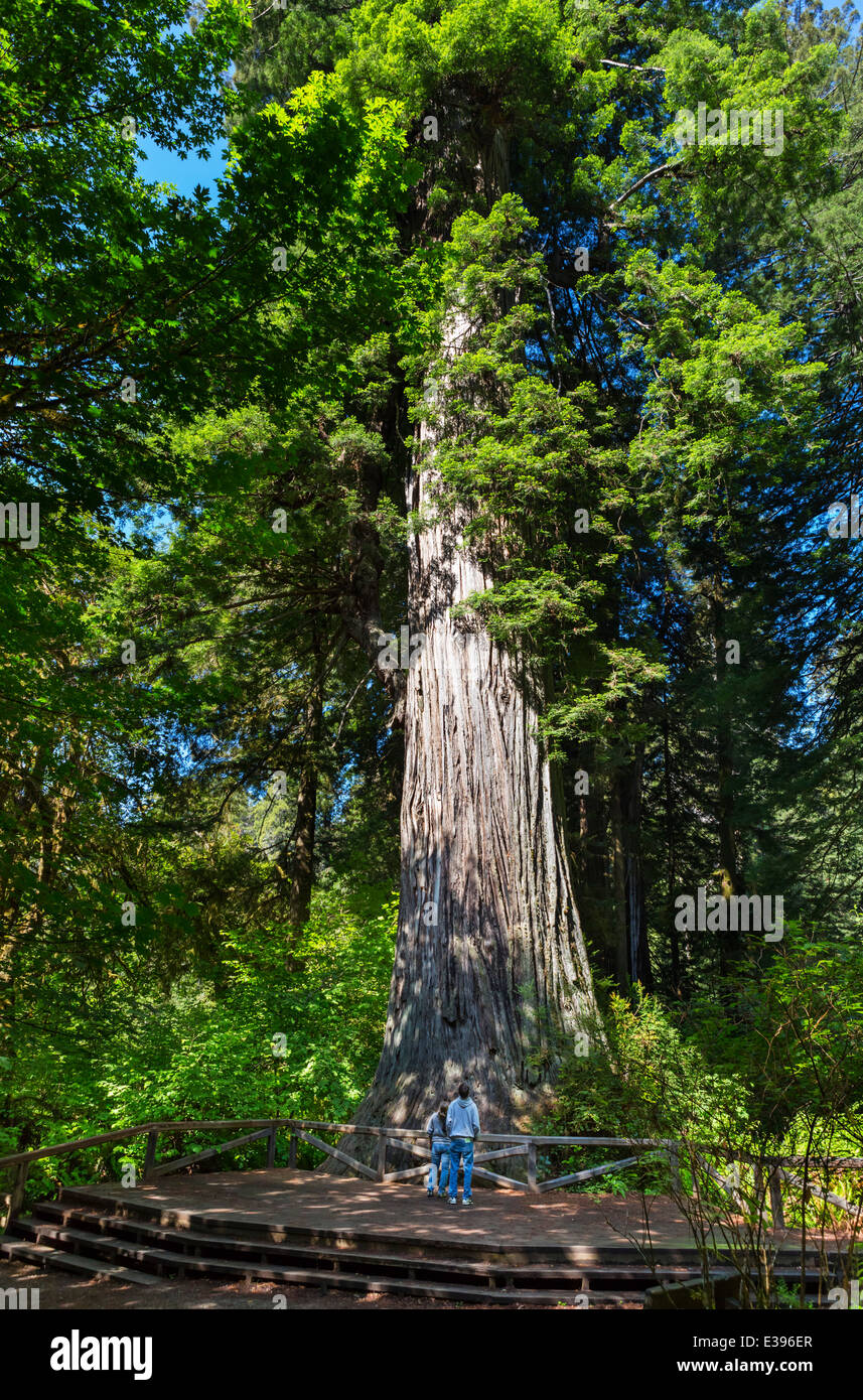 Paar vor der Big Tree, einen riesigen Coast Redwood (Sequoia Sempervirens), Redwood National und State Parks, Kalifornien, USA Stockfoto