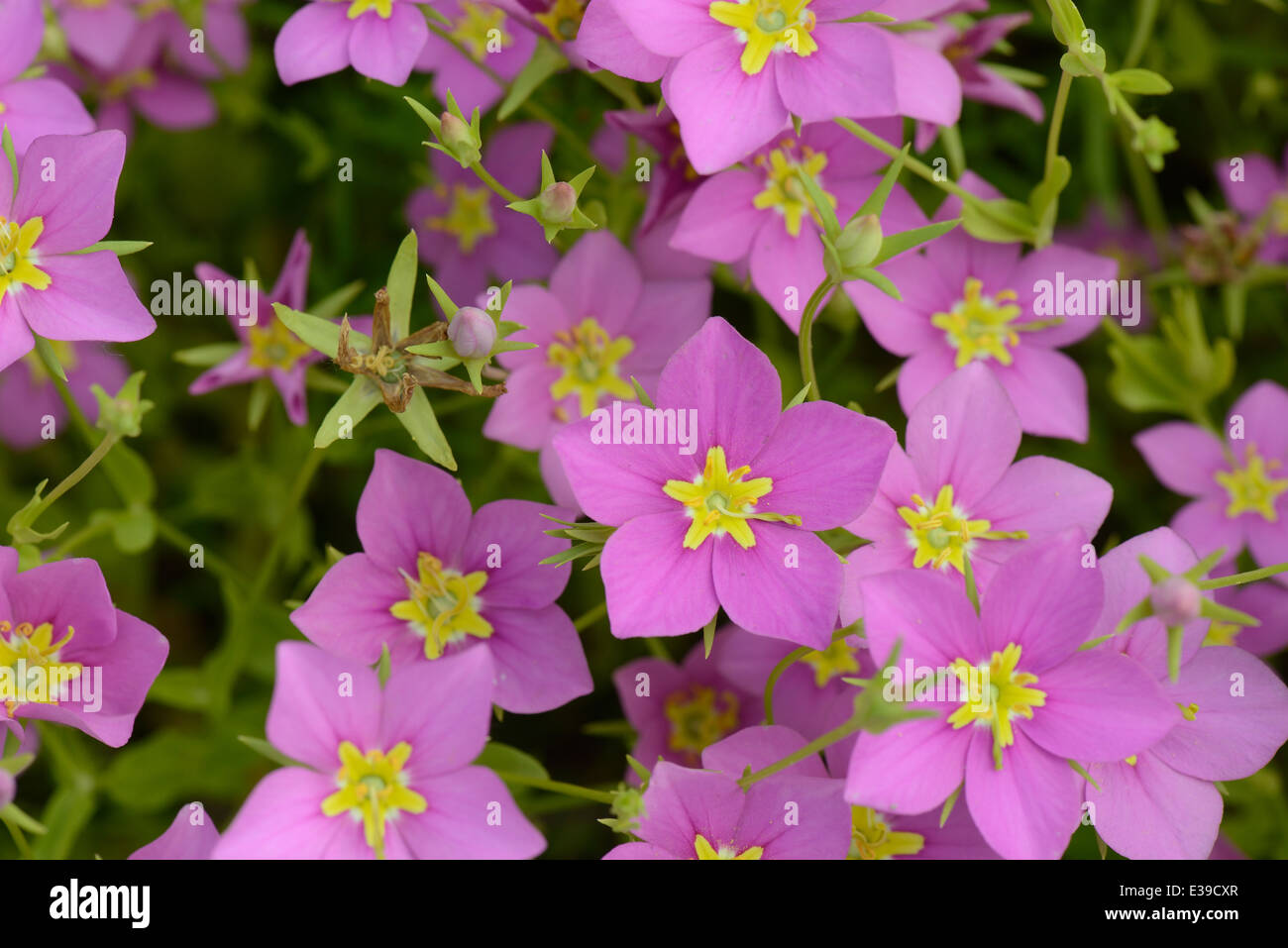 Prairie Rose-Enzian Stockfoto