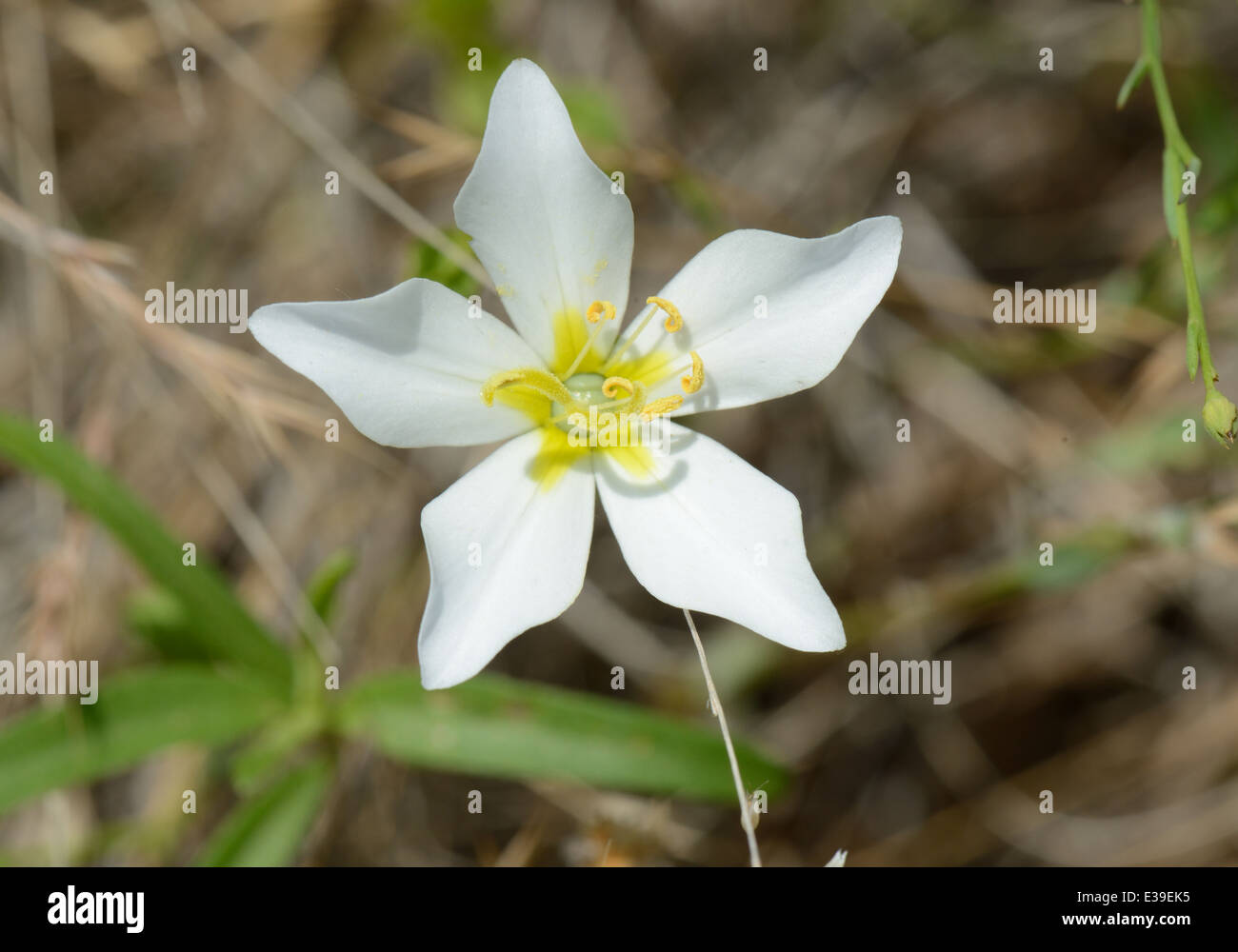 Prairie Rose-Enzian Stockfoto