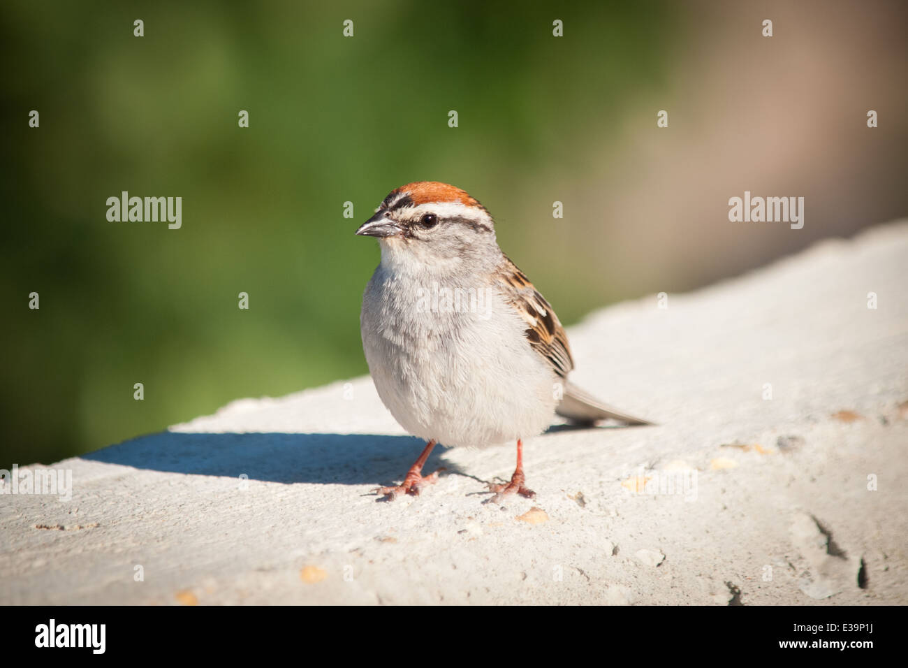 Ein Erwachsener Chipping Sparrow (Spizella Passerina) im Sommer Zucht Gefieder. Stockfoto
