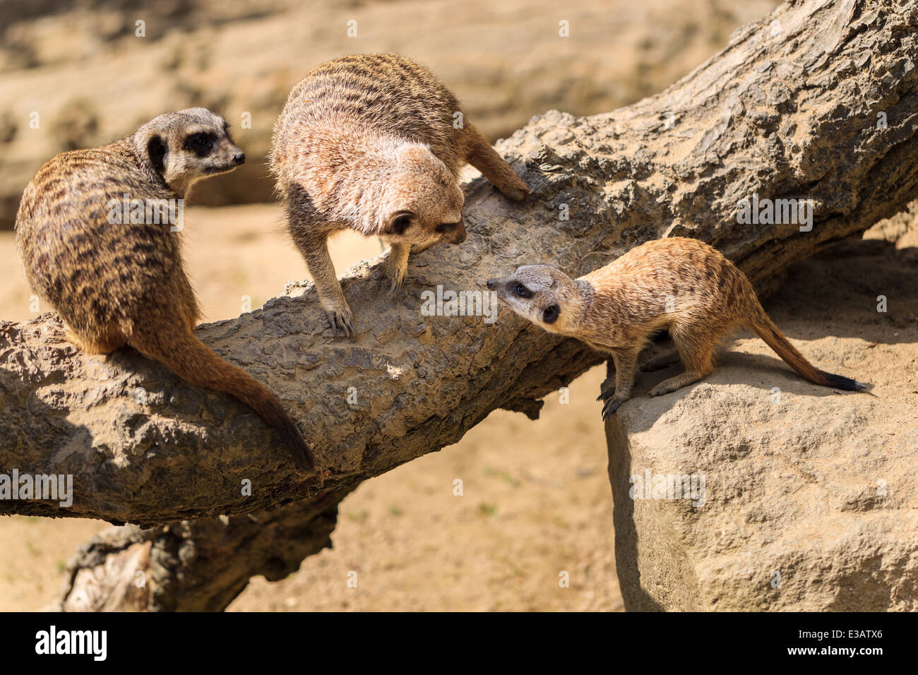 Eine Familie mit zwei Erwachsenen Erdmännchen (Suricata Suricatta) mit Baby. Stockfoto