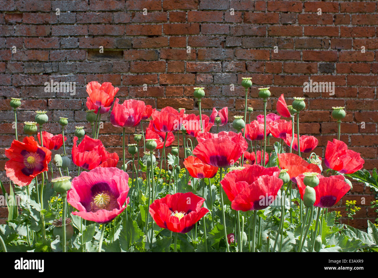 Hampton Court schloss ich n Herefordshire ist ein 15. Jahrhundert befestigten Herrenhaus mit reich verzierten viktorianischen ummauerten Gärten und einem Labyrinth. Stockfoto