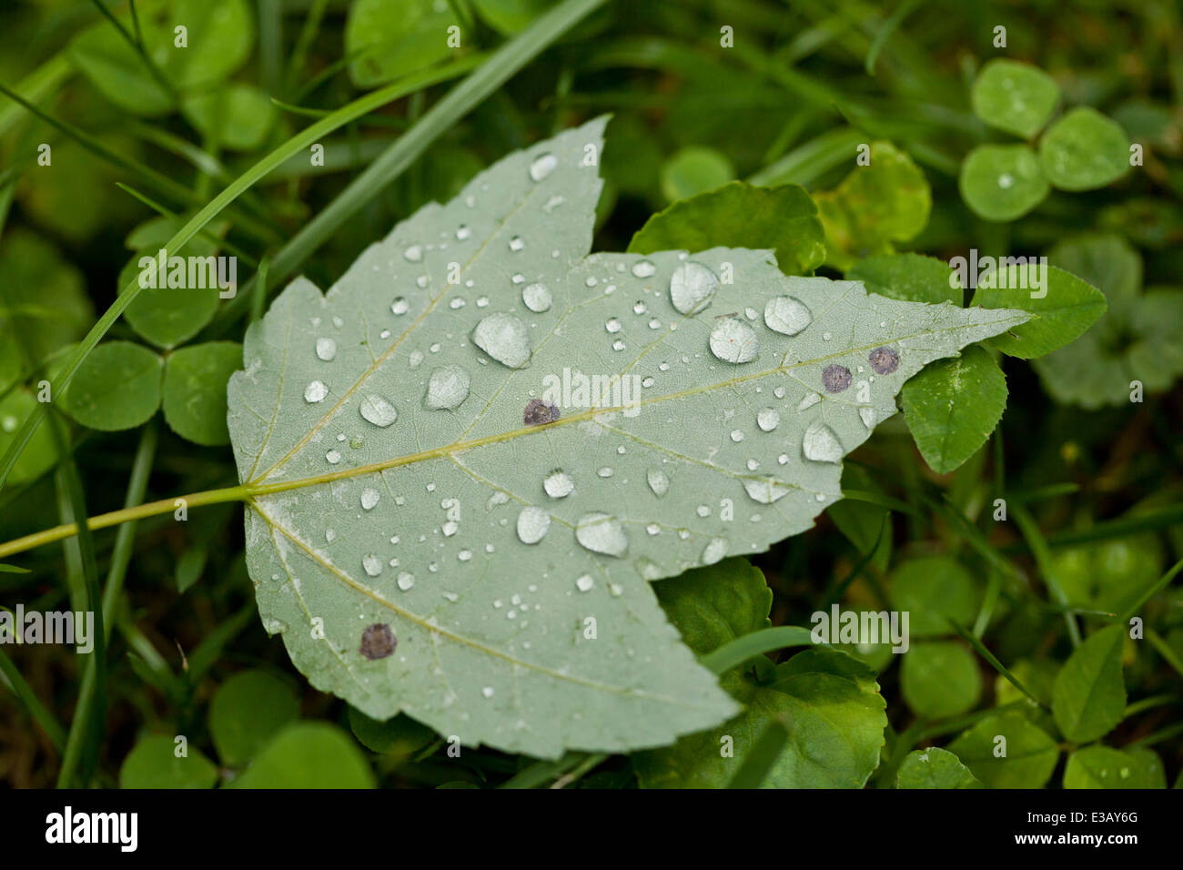 Regentropfen auf Ahornblatt - USA Stockfoto