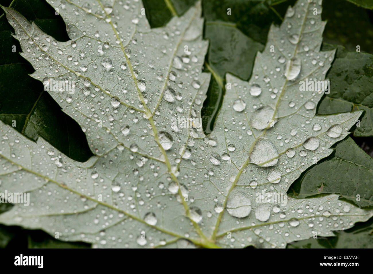 Regentropfen auf Ahornblatt - USA Stockfoto