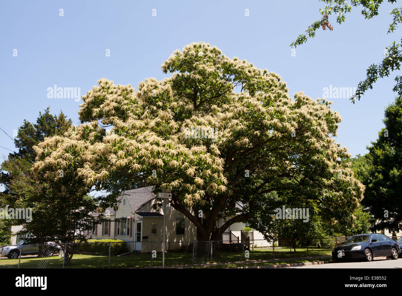 Kastanienbaum in voller Blüte (Castanea Sativa) - USA Stockfoto