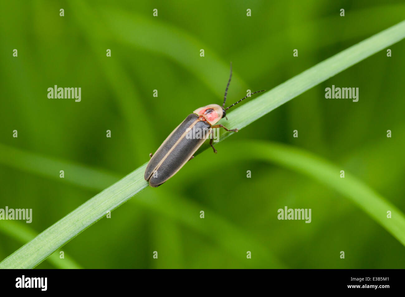 Firefly, aka Lightning Bug, (Photuris lucicrescens) ruht auf Blatt - Virginia USA Stockfoto