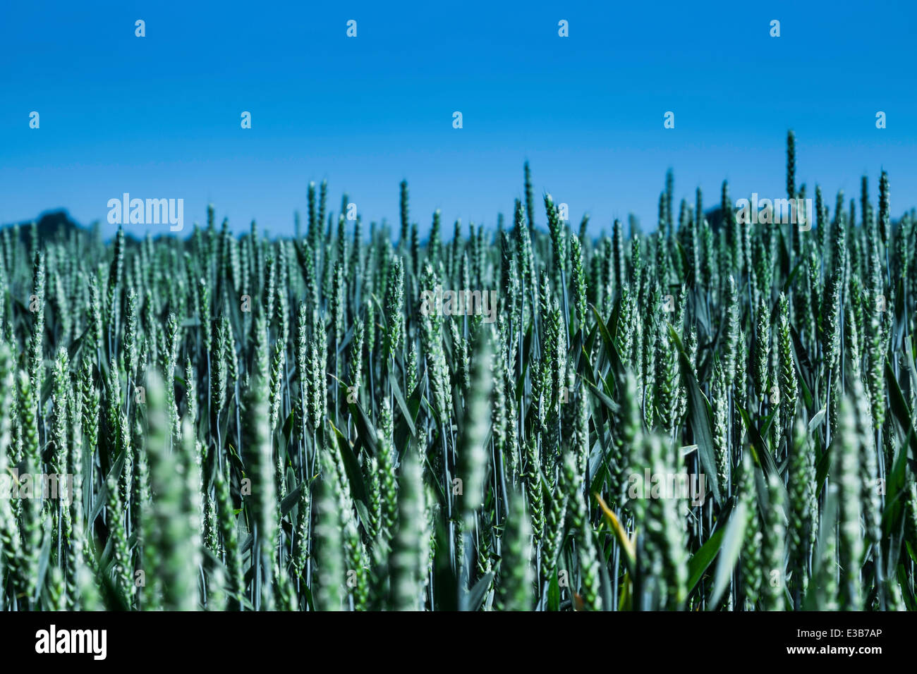 Weizen, die Reifung an sonnigen Tag Stockfoto