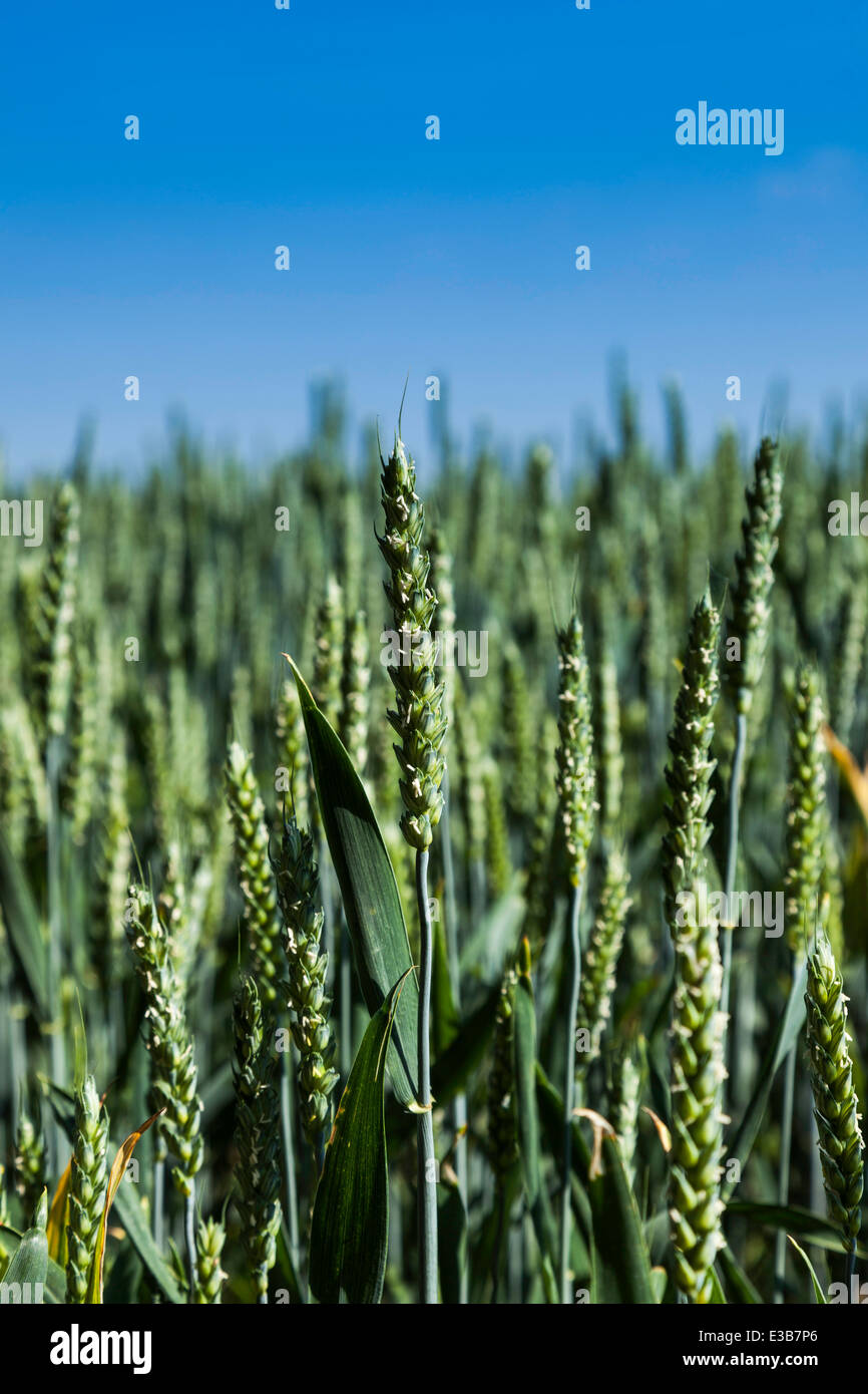 Weizen, die Reifung an sonnigen Tag Stockfoto