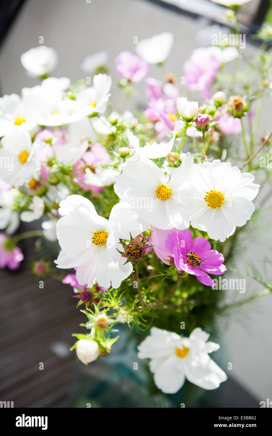 Nahaufnahme von Blumen-rosa und weiße Gänseblümchen im Freien am hellen Tag Stockfoto