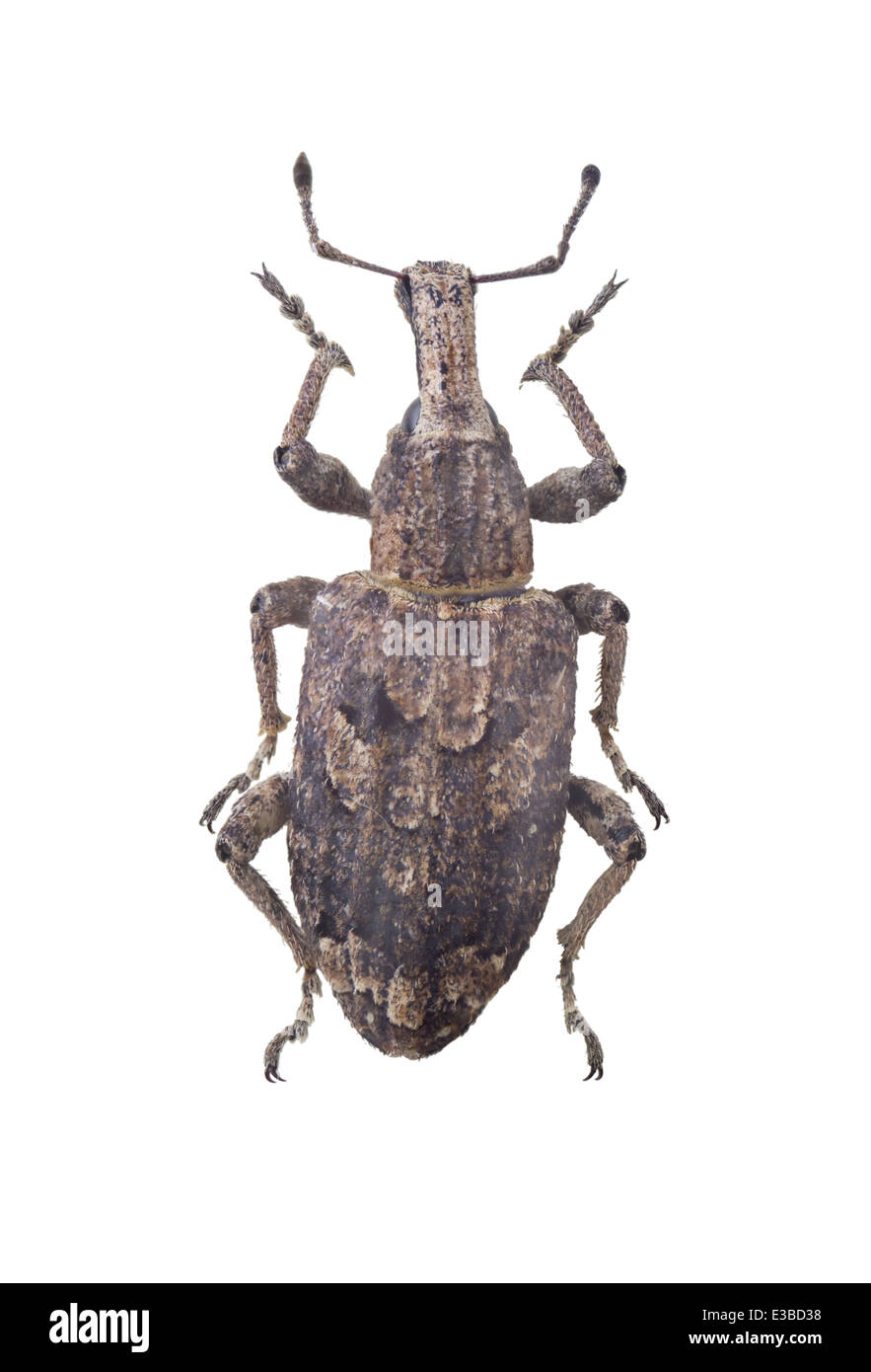 Coleoptera; Curculionidae; Graptus Triguttatus; Fabricius 1775; Länge: 6 mm Stockfoto