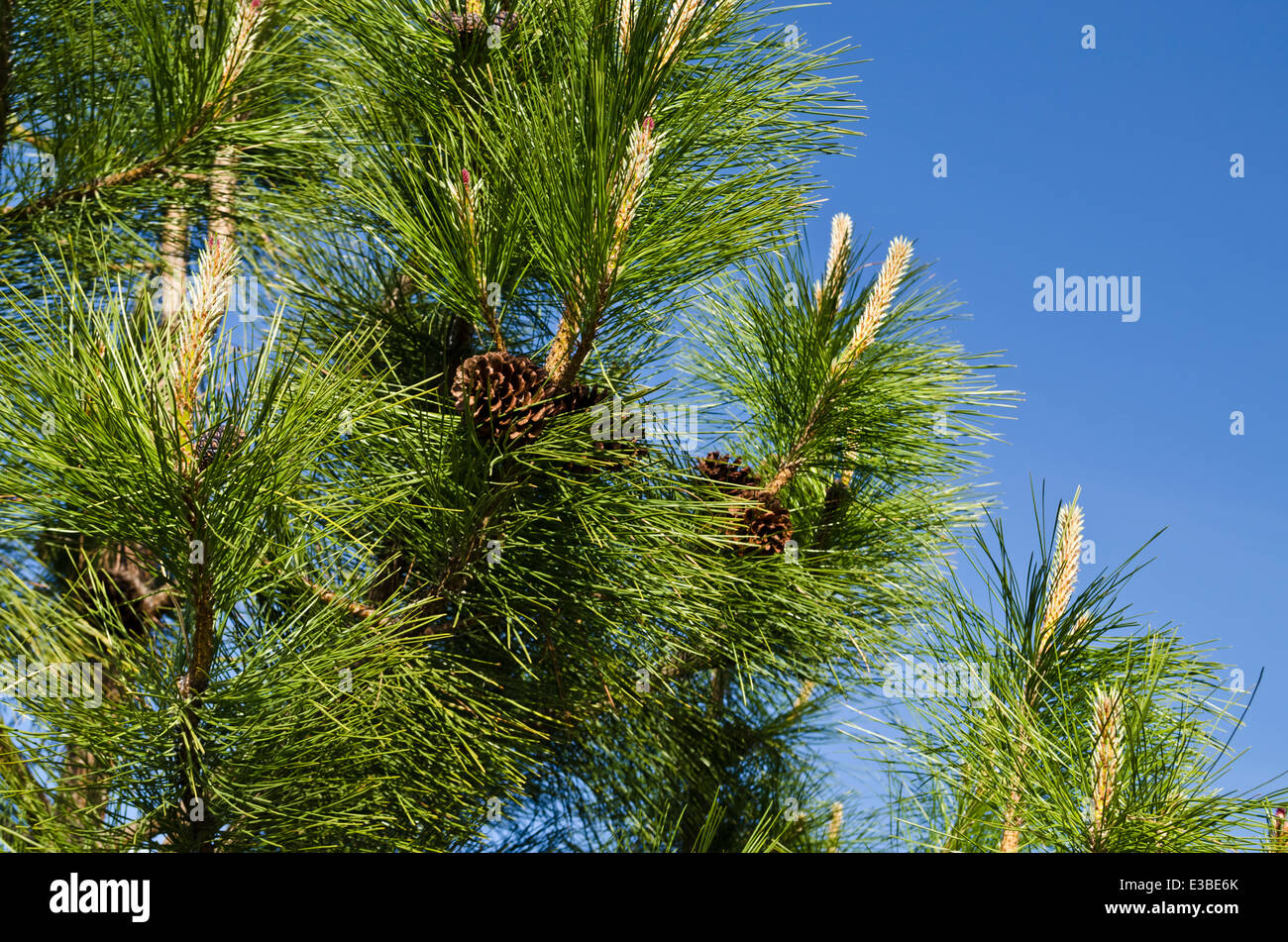 Ponderosa Pinien (Pinus ponderosa) Zweigen gegen den blauen Himmel in der Okanagan Gegend von British Columbia, Kanada. Pinien in BC. Stockfoto