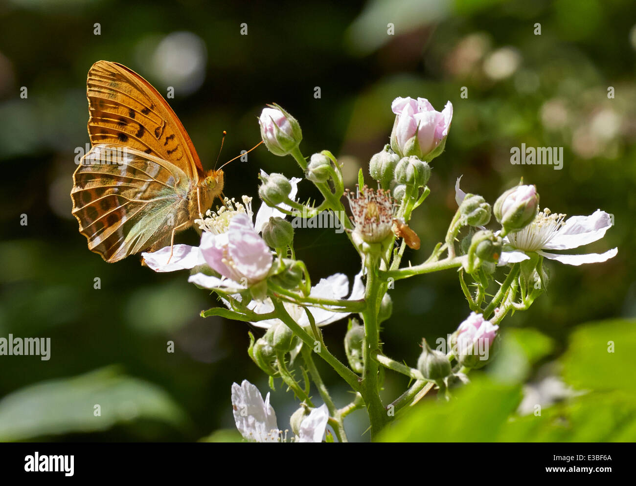 Silber-washed Fritillary Fütterung auf Bramble Blume. Bookham Common, Surrey, England. Stockfoto