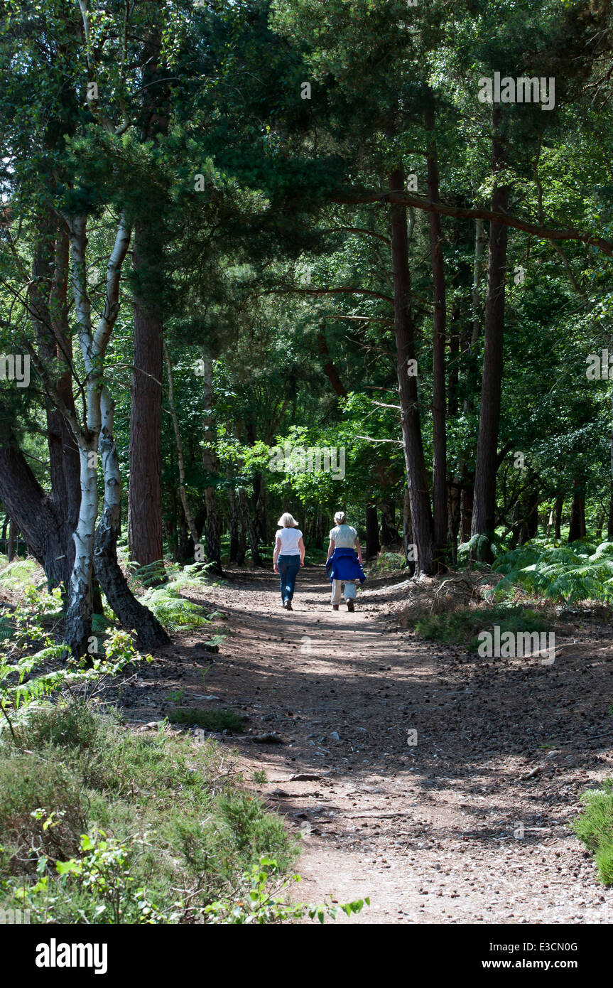 Weibliche Besucher Wanderer Waldweg Westleton Spaziergänge Dunwich Heath Stockfoto