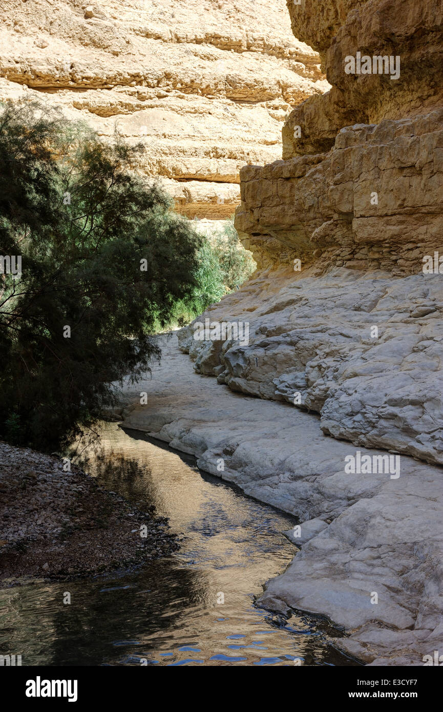 Oase in der Wüste, Ein Gedi Naturreservat am Ufer des Toten Meeres. Stockfoto